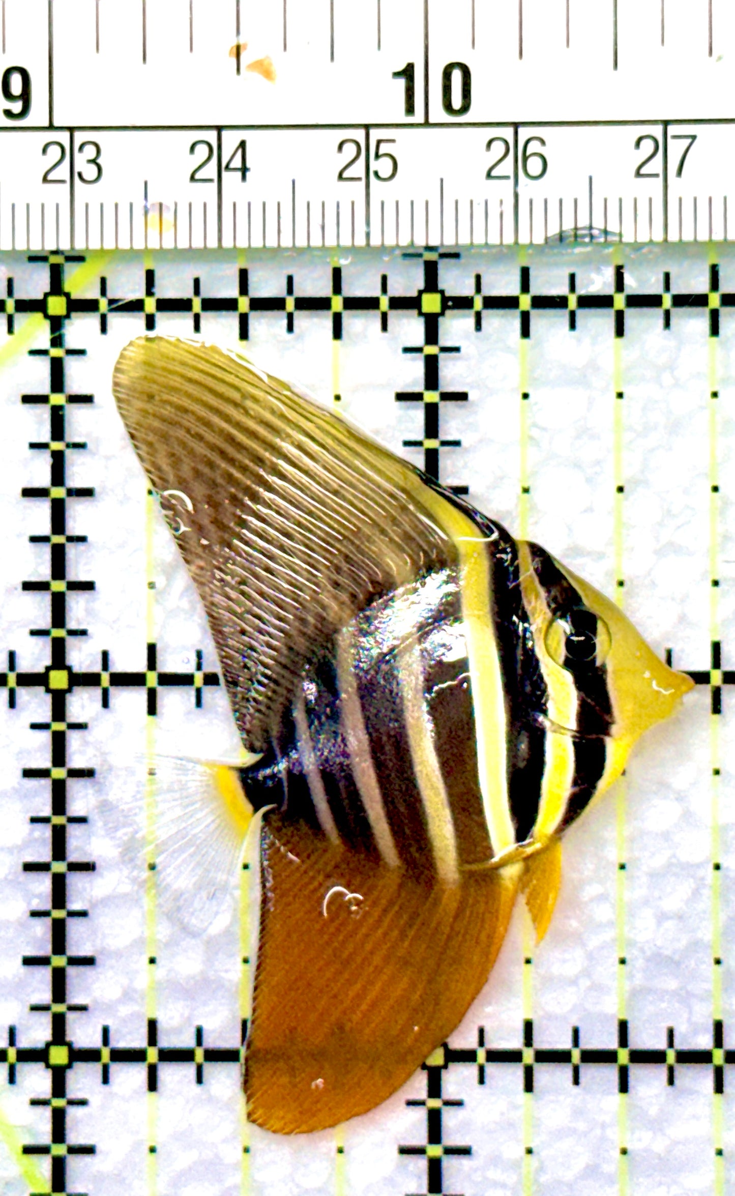 Sailfin Tang ST080901 WYSIWYG Size: S 1.5"