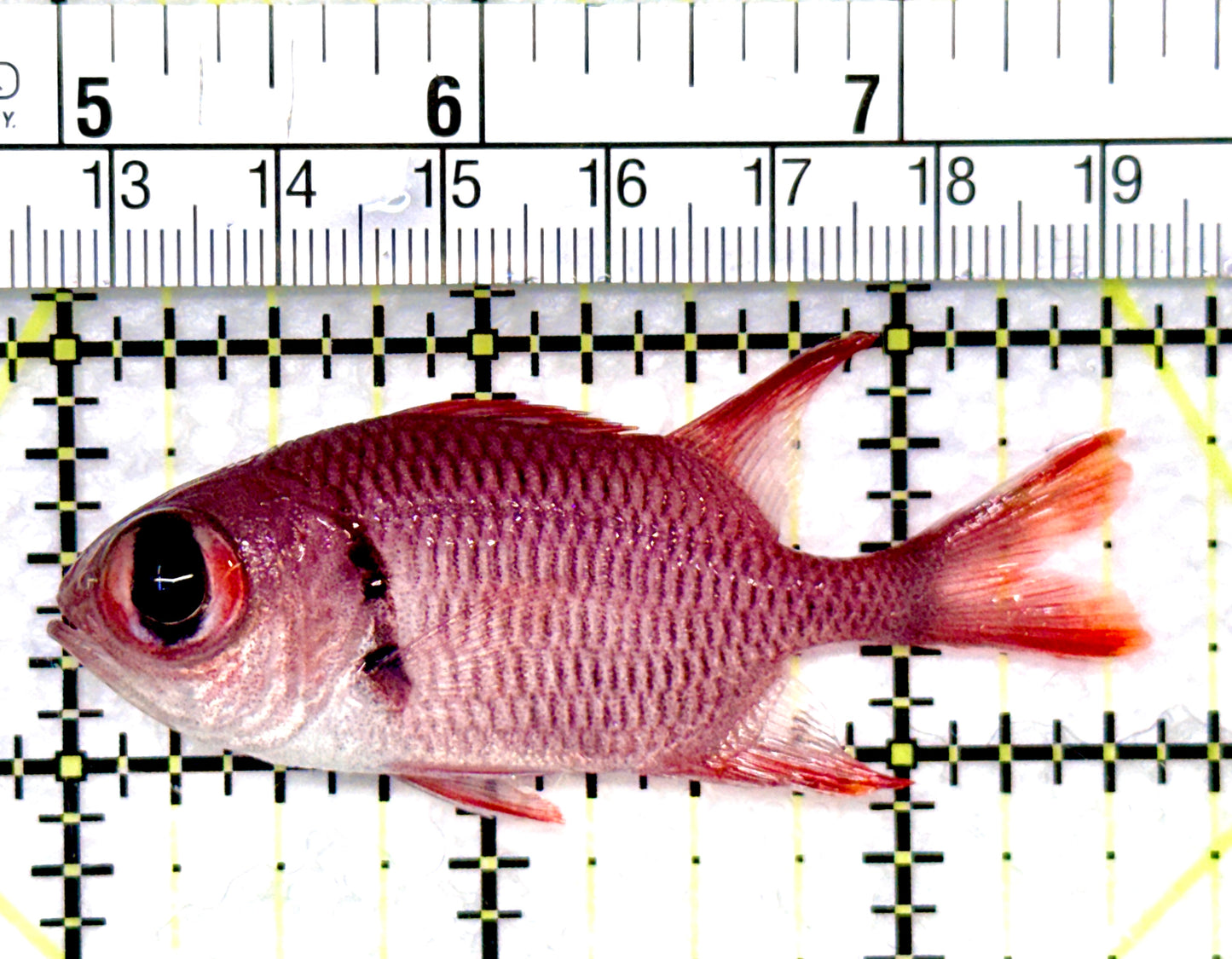 Red Soldier Fish RSF080901 WYSIWYG Size: S 2.5"