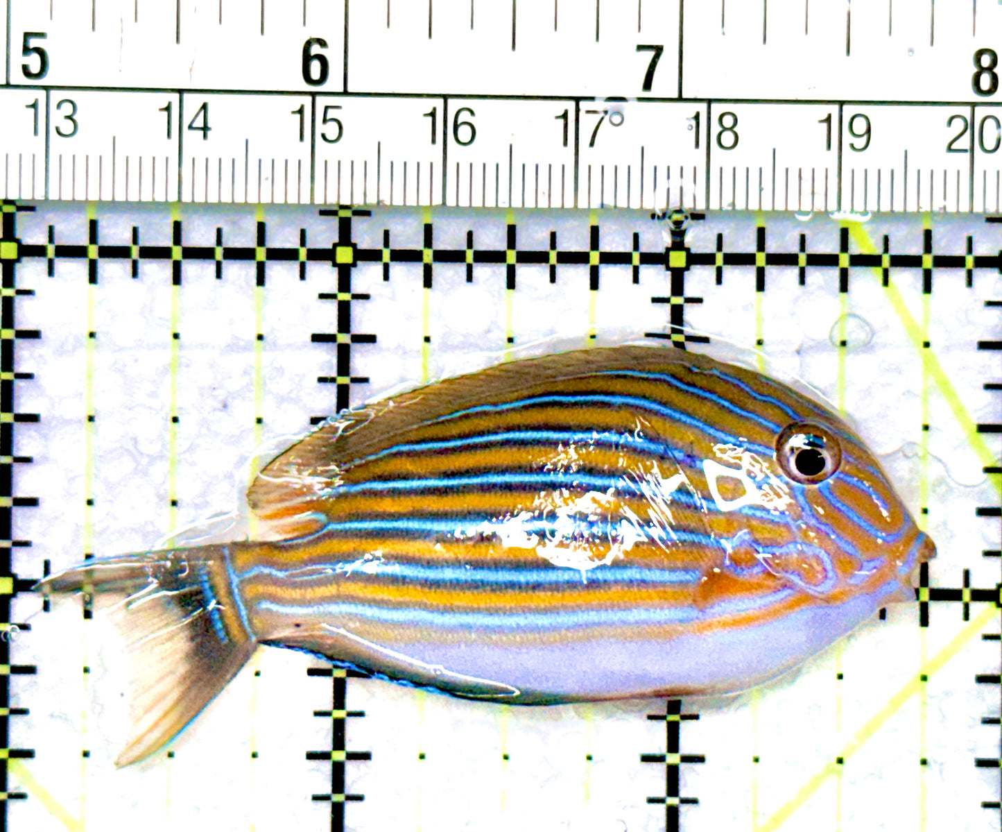 Clown Tang CT080902 WYSIWYG Size: S 2.75"
