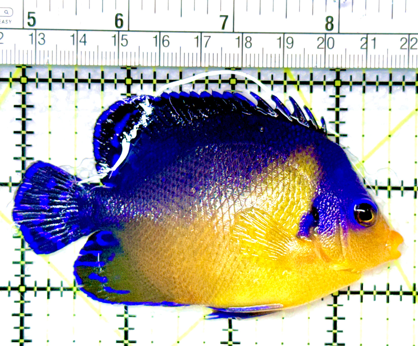 Venustus Angelfish VA080901 WYSIWYG Size: XL 3.75"