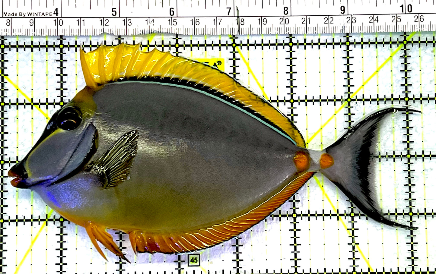 Blonde Naso Tang BNT062407 WYSIWYG Size: L 7" approx