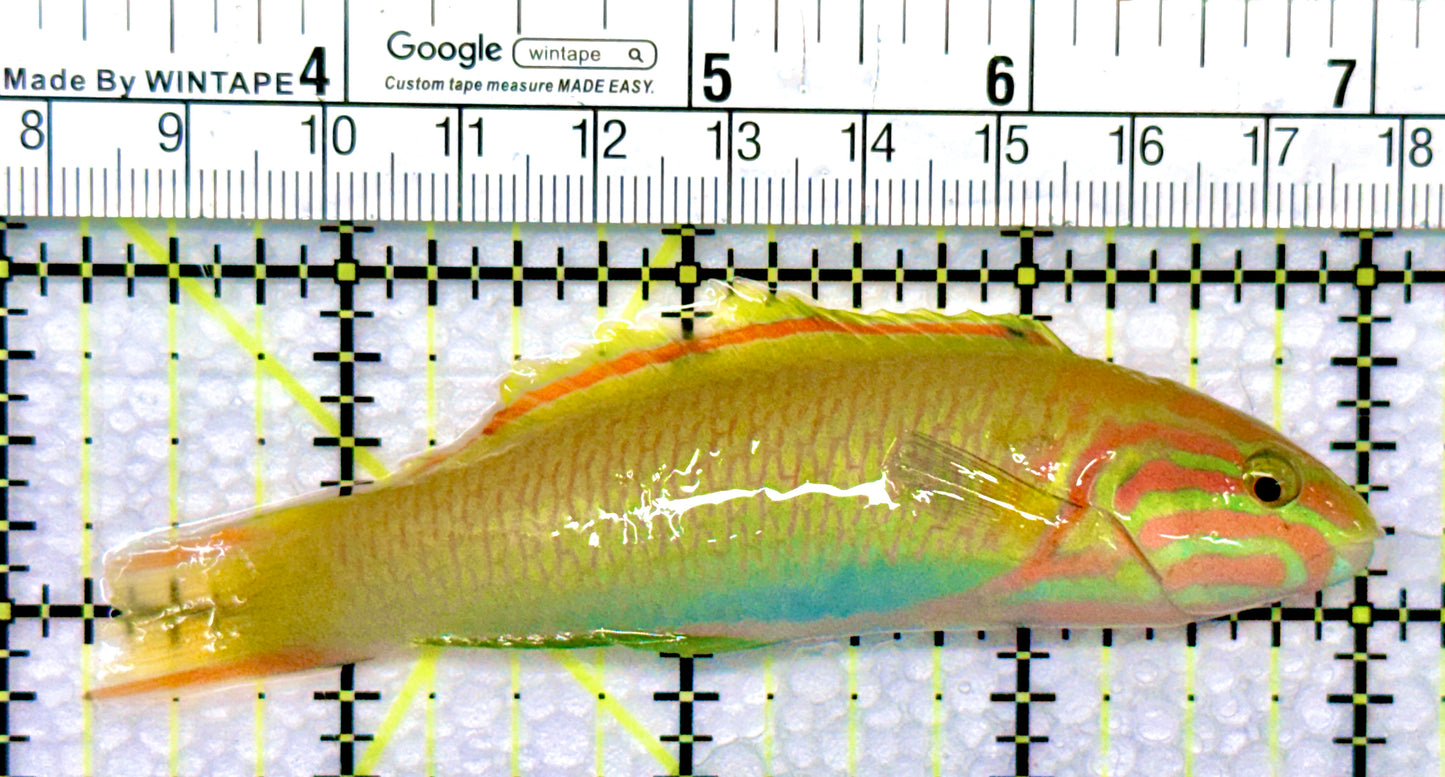 Yellow Banana Wrasse YBW080901 WYSIWYG Size: M 3.75"