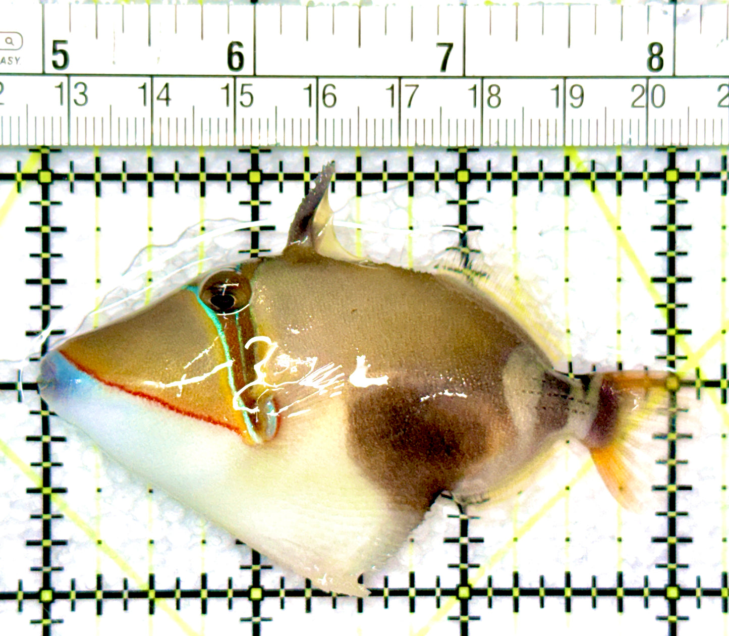 Bursa Triggerfish BT080901 WYSIWYG Size: M 3"
