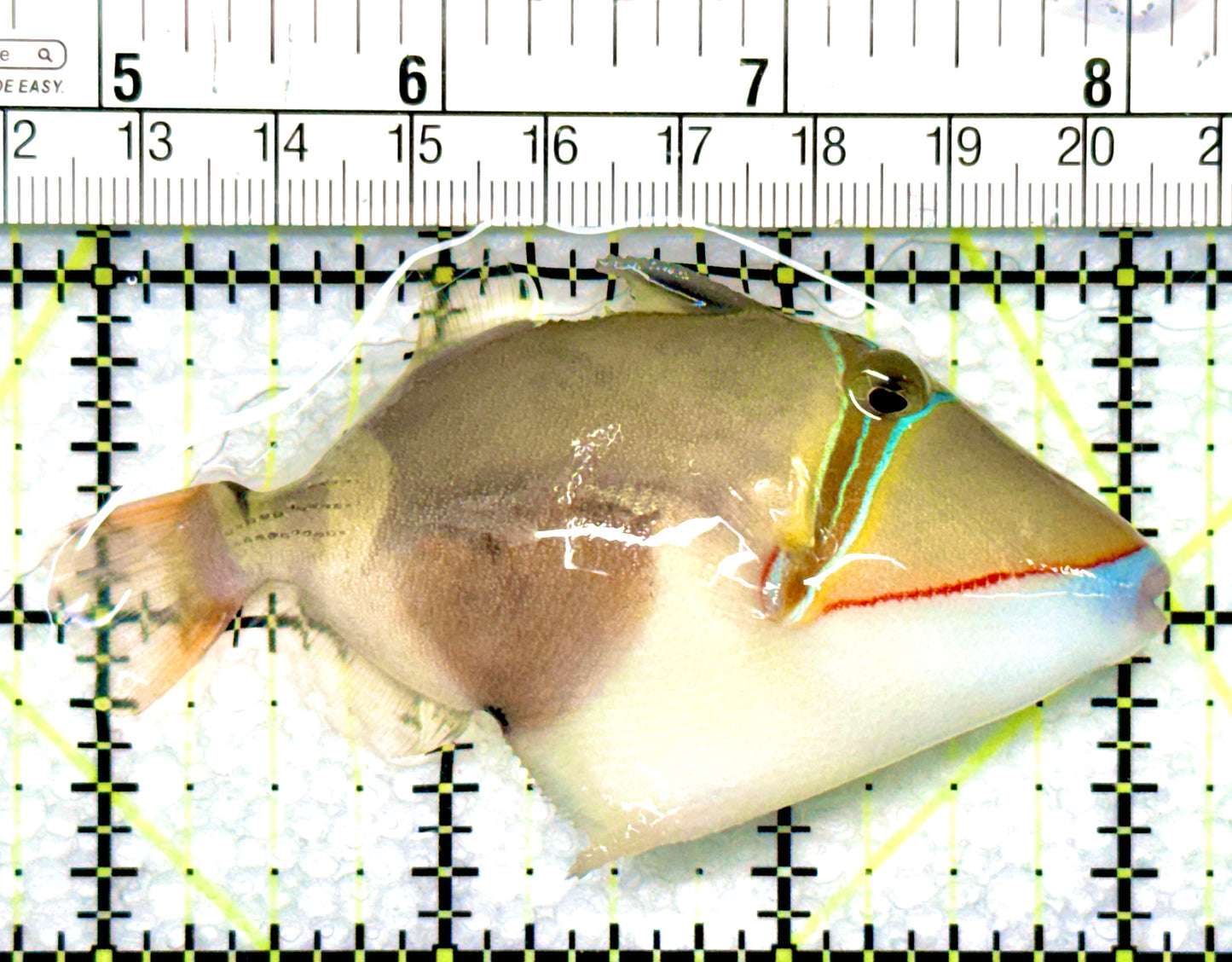 Bursa Triggerfish BT080902 WYSIWYG Size: ML 3.25"