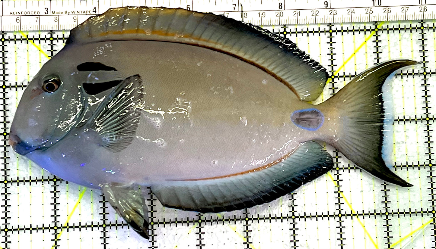 Lieutenant Tang LT062407 WYSIWYG Size: XL 9" approx