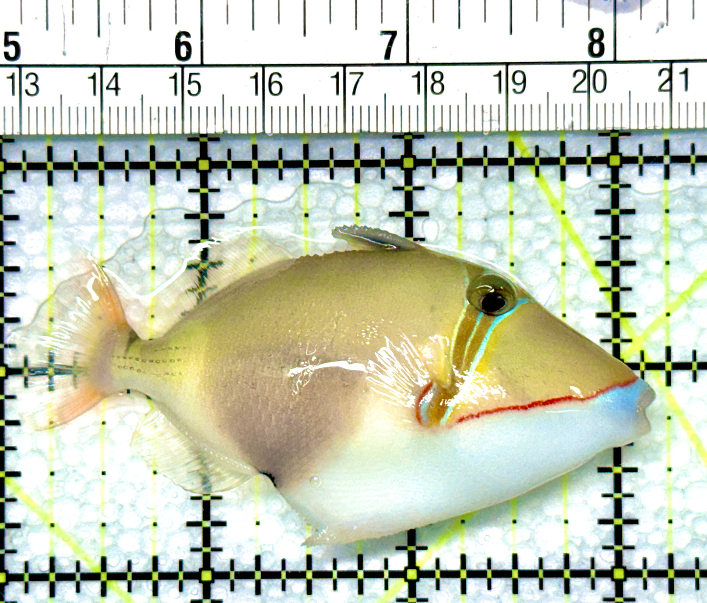Bursa Triggerfish BT080903 WYSIWYG Size: ML 3.25"