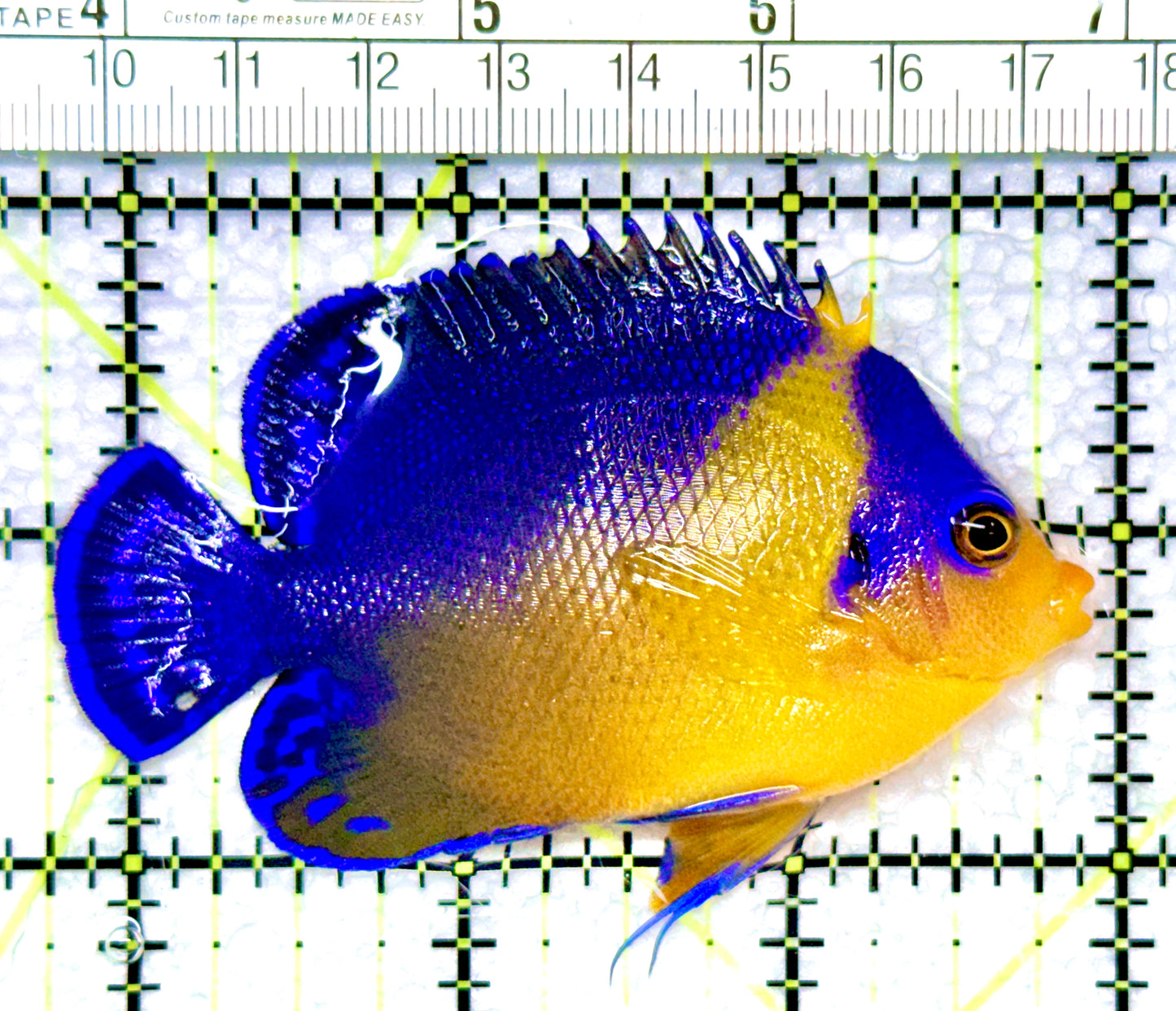 Venustus Angelfish VA080902 WYSIWYG Size: L 3.25"