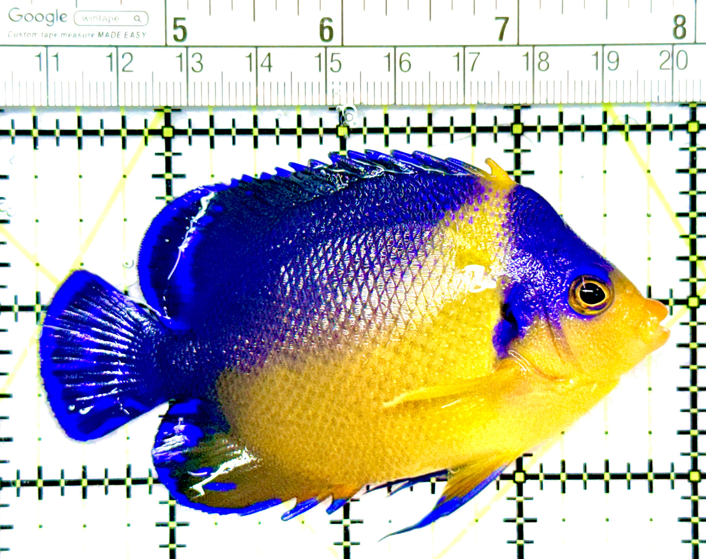 Venustus Angelfish VA080903 WYSIWYG Size: XL 3.75"