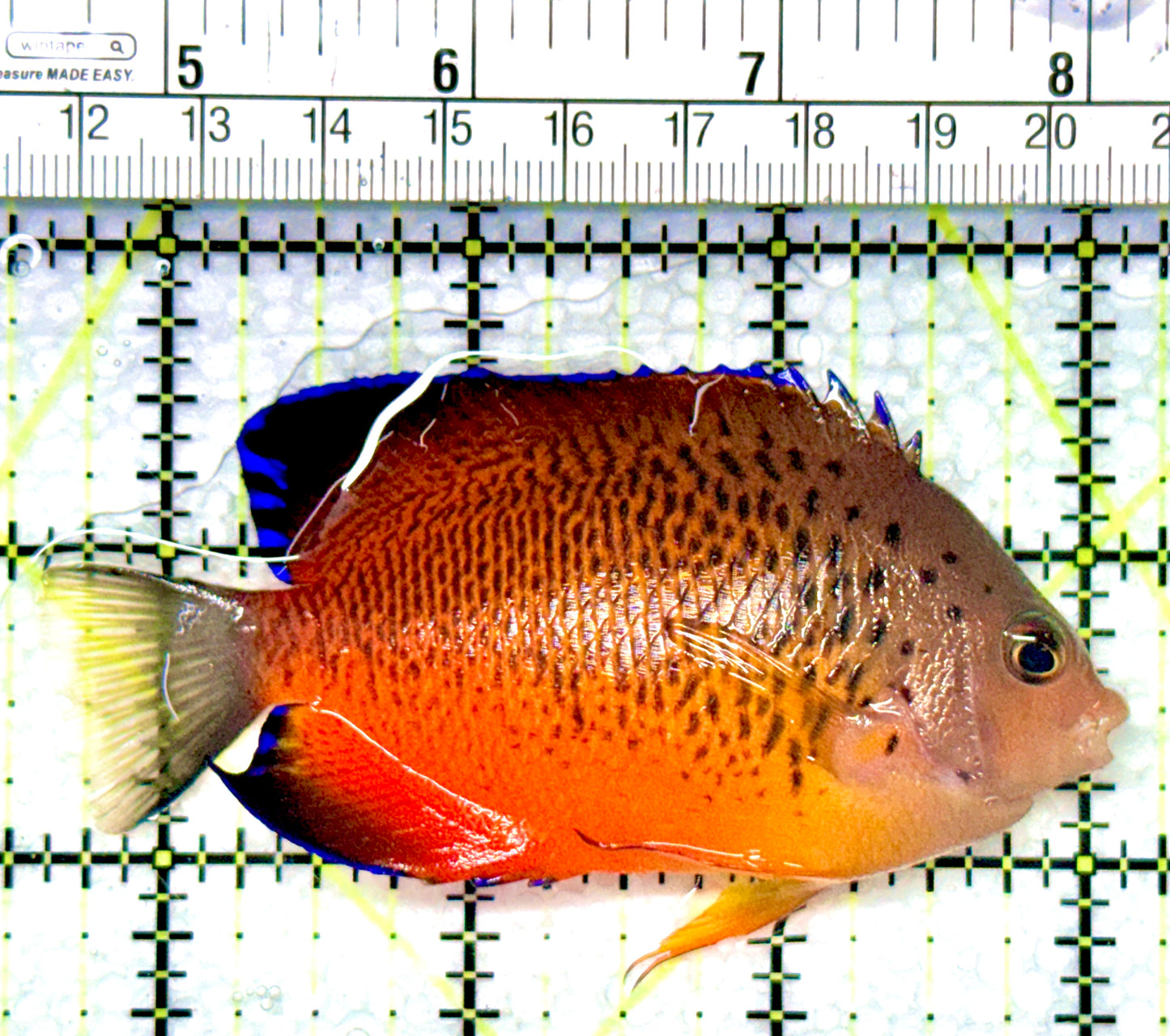 Rusty Angelfish RA080901 WYSIWYG Size: L 3.5"