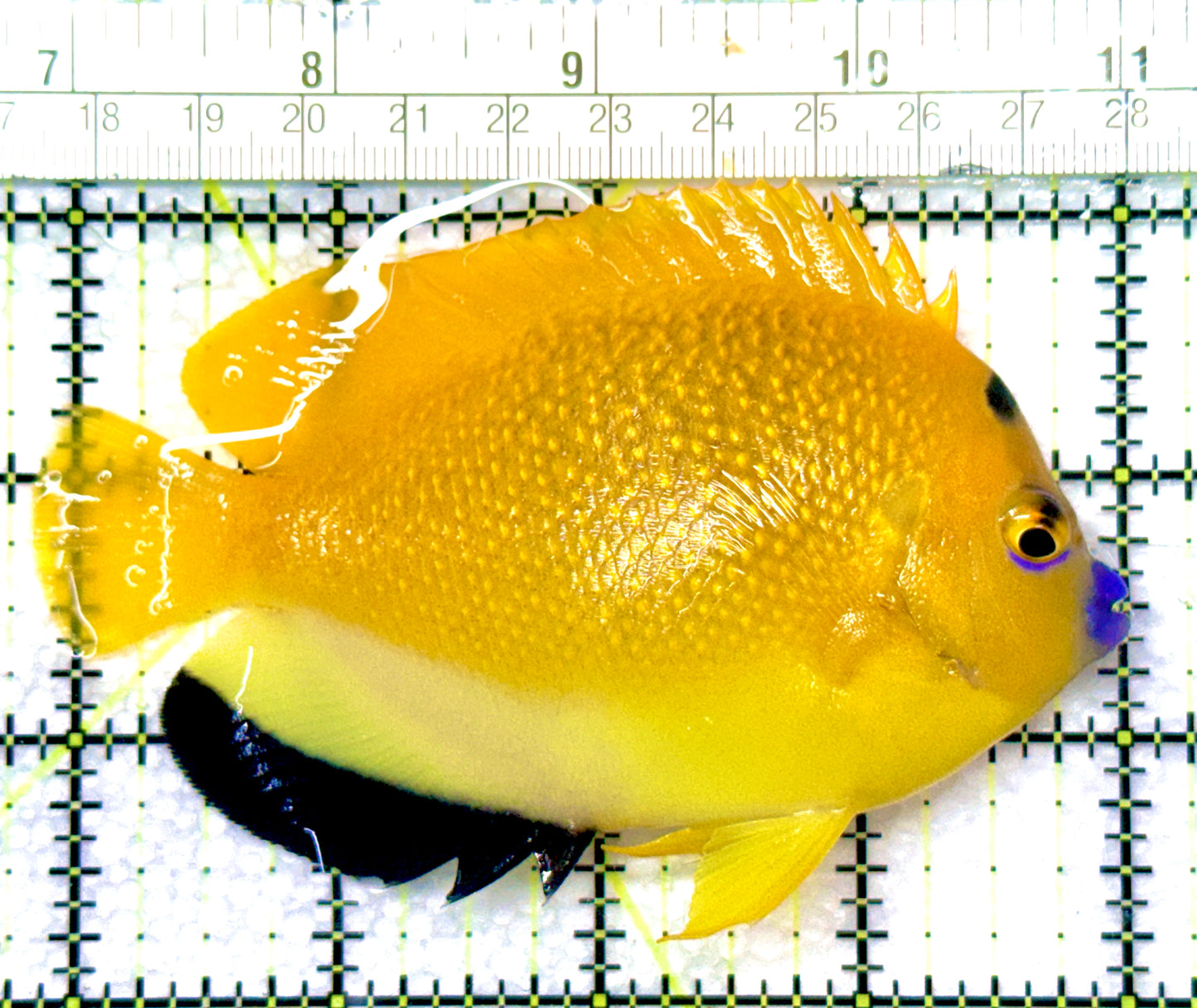 Flagfin Angelfish FA080903 WYSIWYG Size: L 4.25"