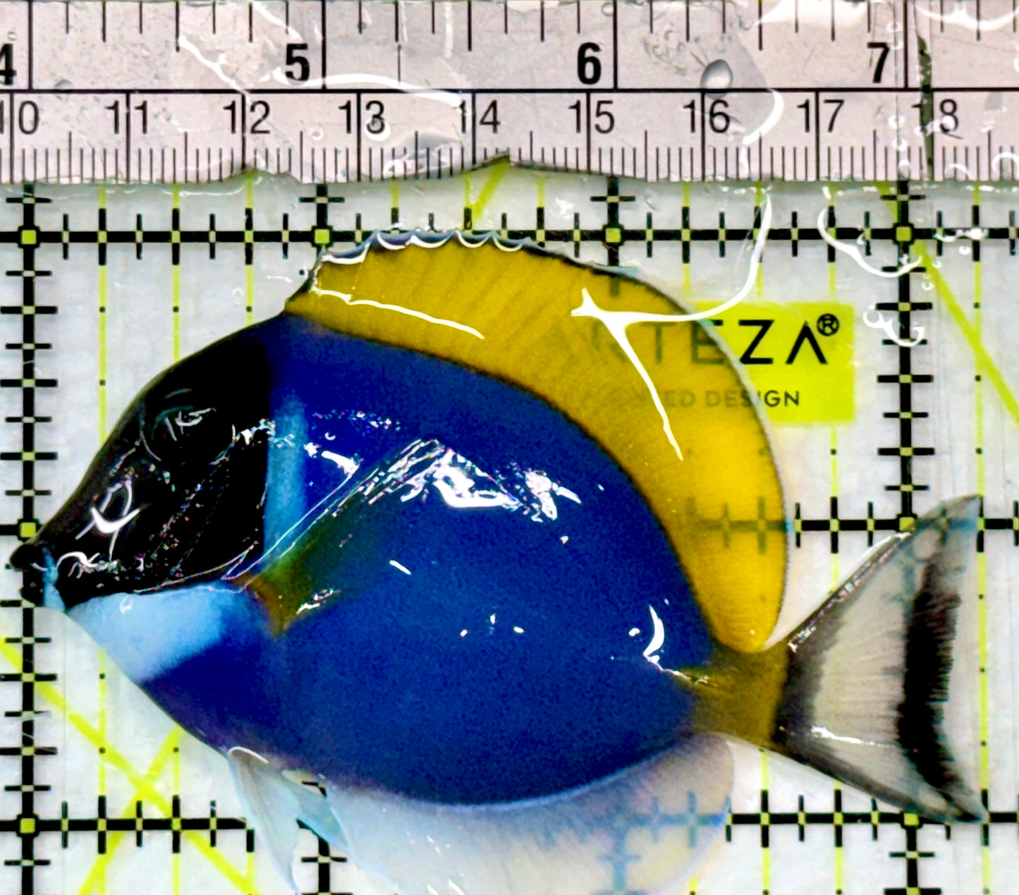 Powder Blue Tang (Maldives) PBT083101 WYSIWYG Size: M 3.25"