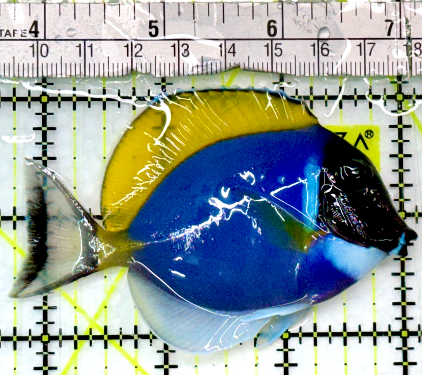 Powder Blue Tang (Maldives) PBT083101 WYSIWYG Size: M 3.25"