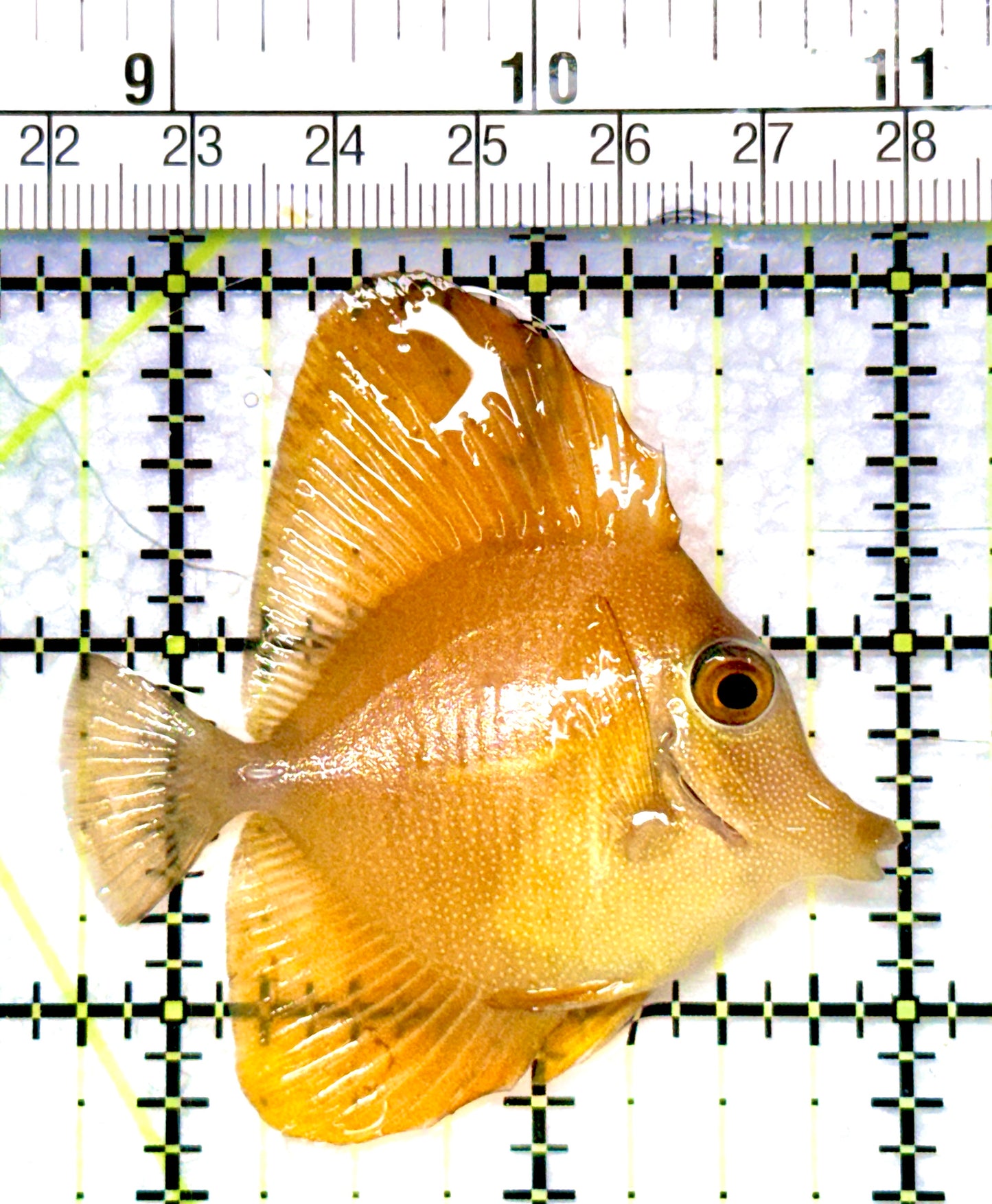 Rare Hybrid Yellow (Hawaiian Yellow Tang x Scopas Tang) Scopas Tang RHYST080902 WYSIWYG Size: M 2.25"