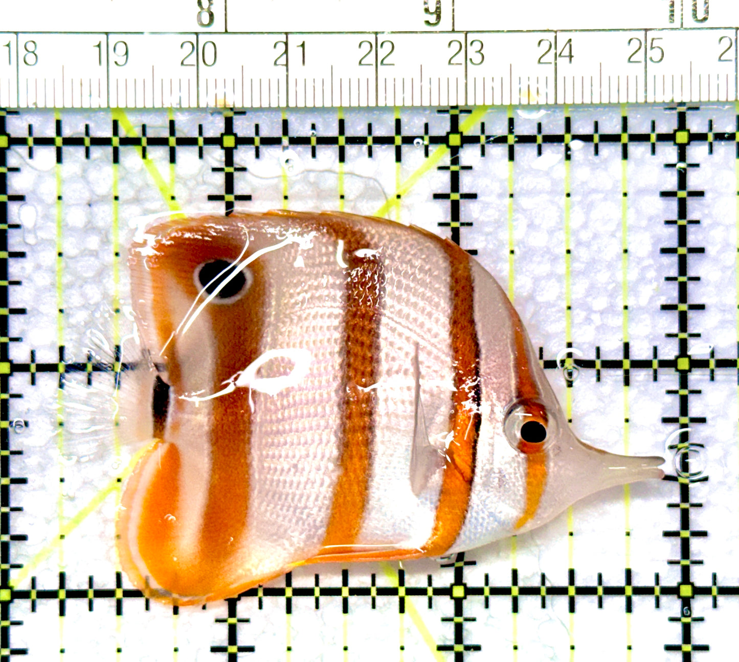 Copperband Butterflyfish CB080901 WYSIWYG Size: M 2.75"