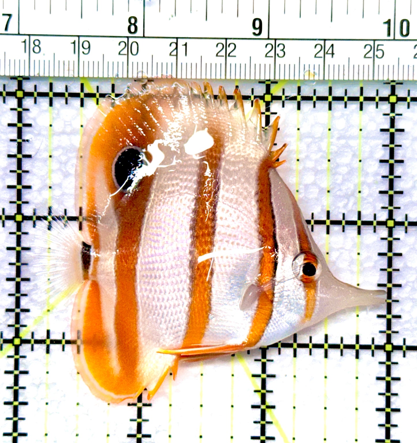 Copperband Butterflyfish CB080902 WYSIWYG Size: M 3"