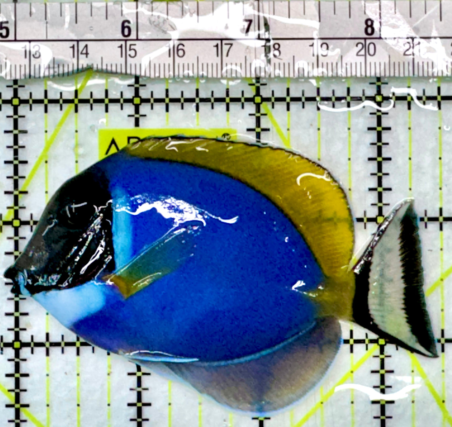 Powder Blue Tang (Maldives) PBT083102 WYSIWYG Size: M 3.5"