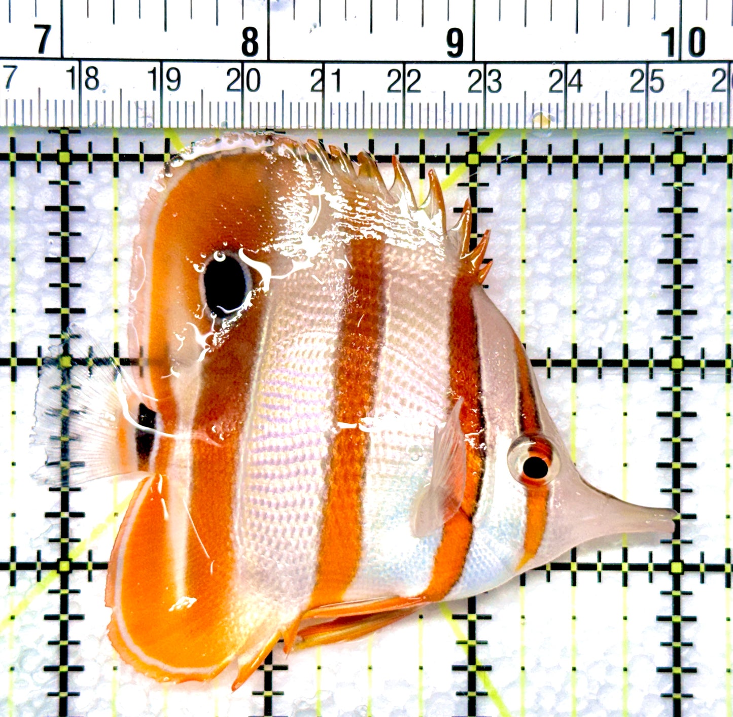Copperband Butterflyfish CB080903 WYSIWYG Size: L 3.25"