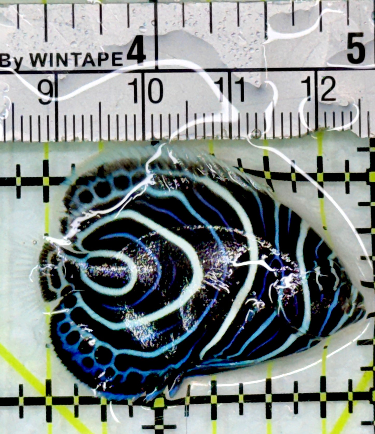 Emperor Angelfish Juvenile EAJ083101 WYSIWYG Size: S 1.75"