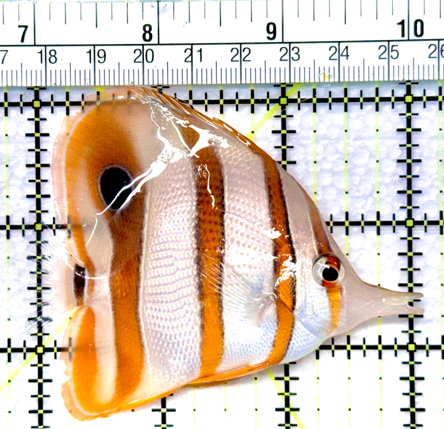 Copperband Butterflyfish CB080904 WYSIWYG Size: L 3.25"