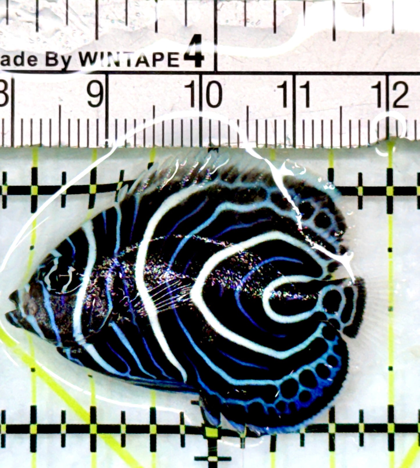 Emperor Angelfish Juvenile EAJ083101 WYSIWYG Size: S 1.75"