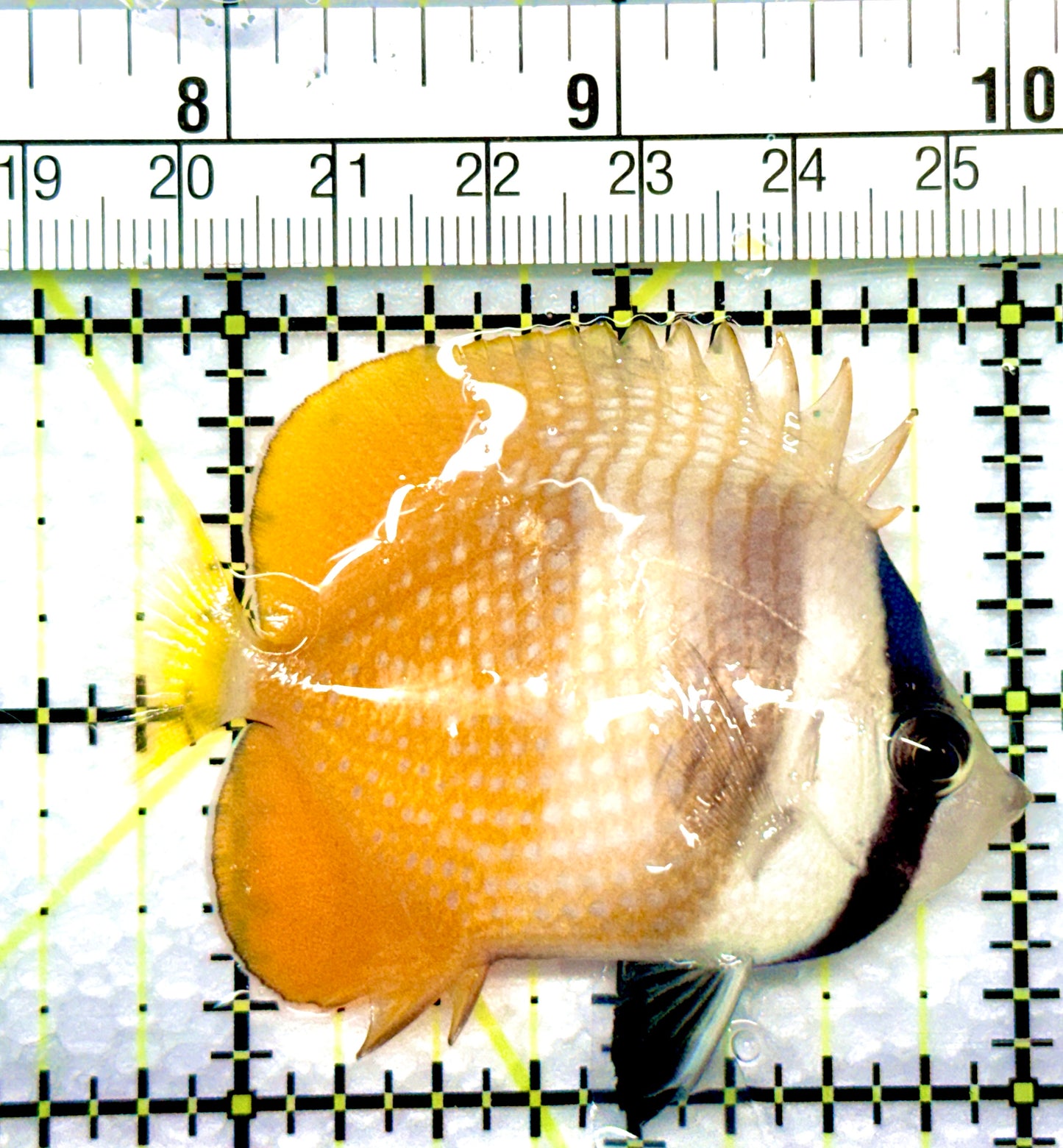 Klein's Butterflyfish KB080901 WYSIWYG Size: M 2.25”