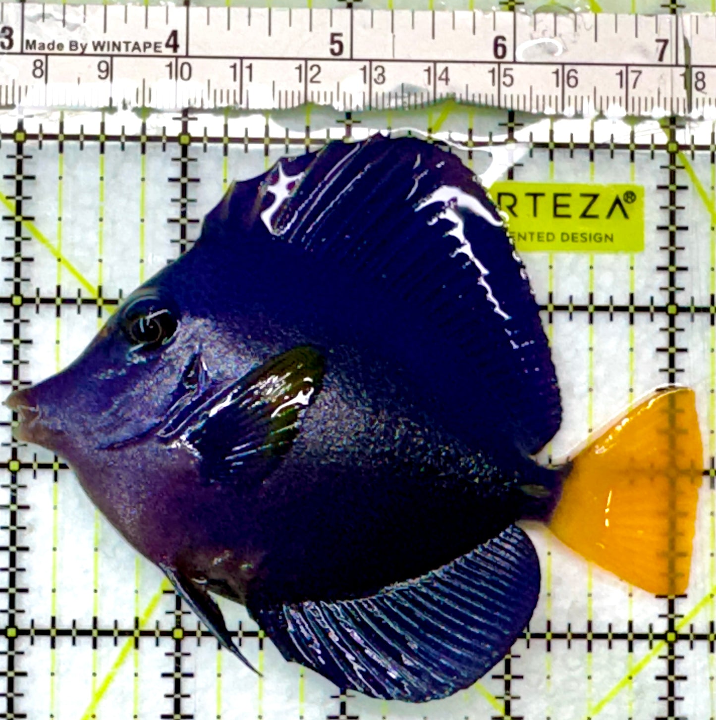 Purple Tang PT083102 WYSIWYG Size: L 4.25"