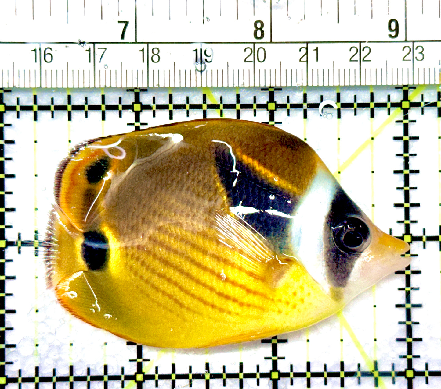 Raccoon Butterflyfish RB080901 WYSIWYG Size: SM 2.75"