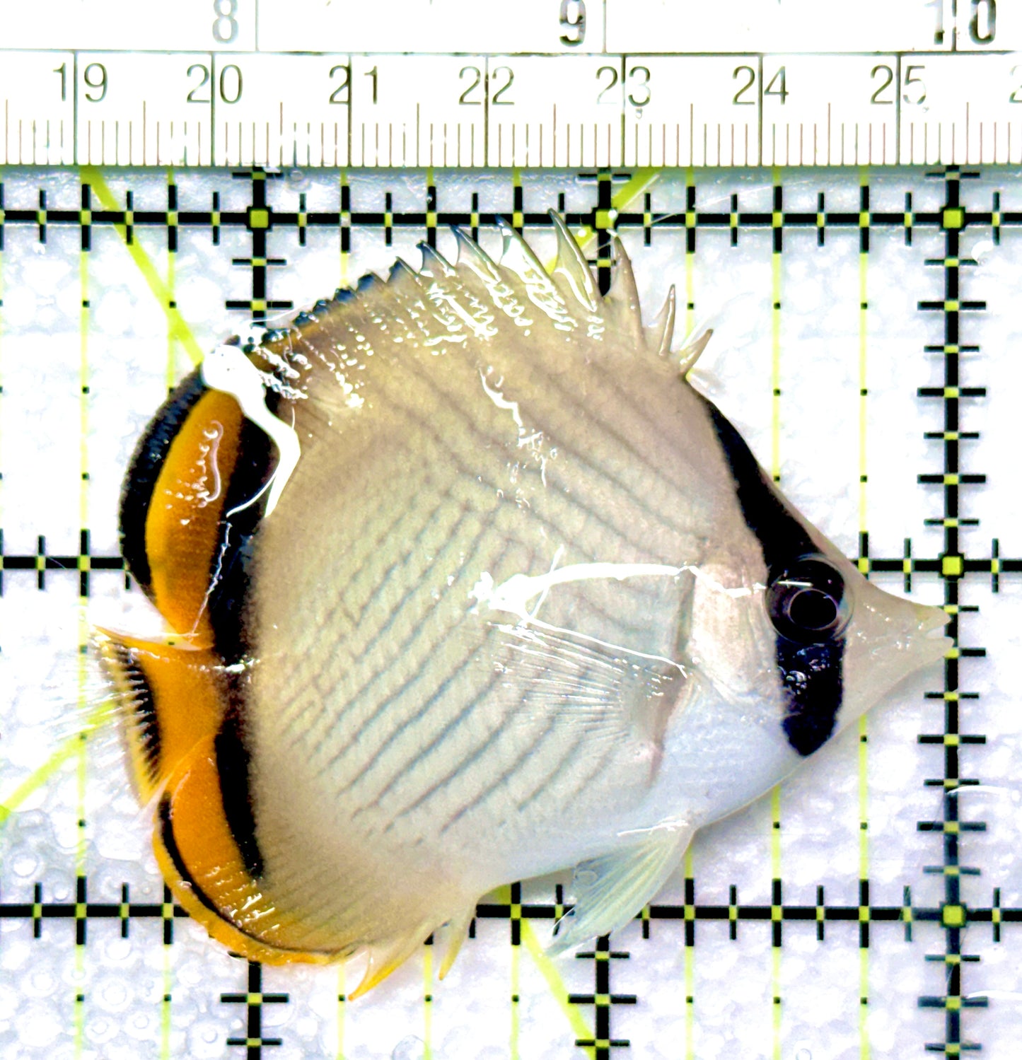 Vagabond Butterflyfish VB080901 WYSIWYG Size S 2.5"