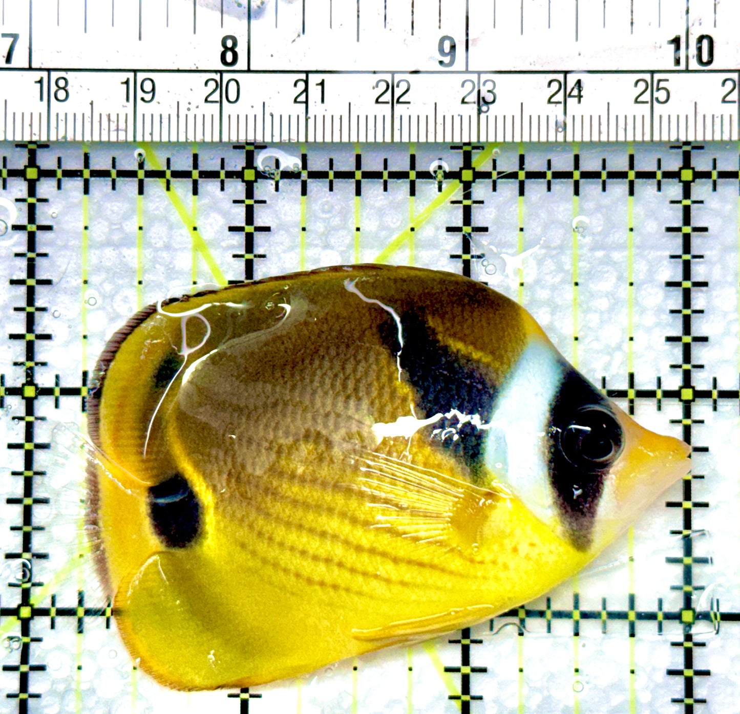 Raccoon Butterflyfish RB080902 WYSIWYG Size: SM 3"