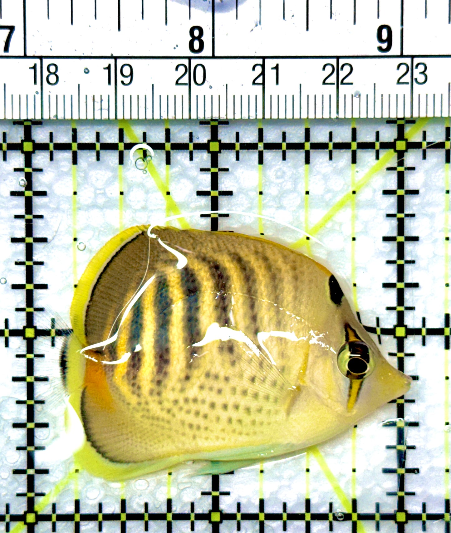 Punctato Butterflyfish PB080901 WYSIWYG Size: S 2”