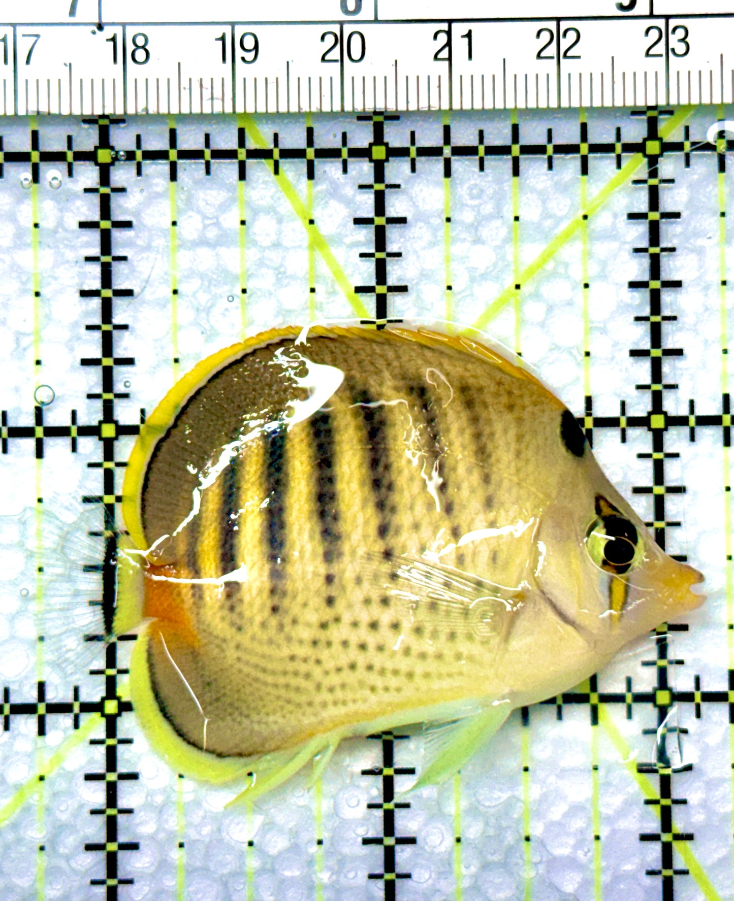 Punctato Butterflyfish PB080902 WYSIWYG Size: M 2.5”