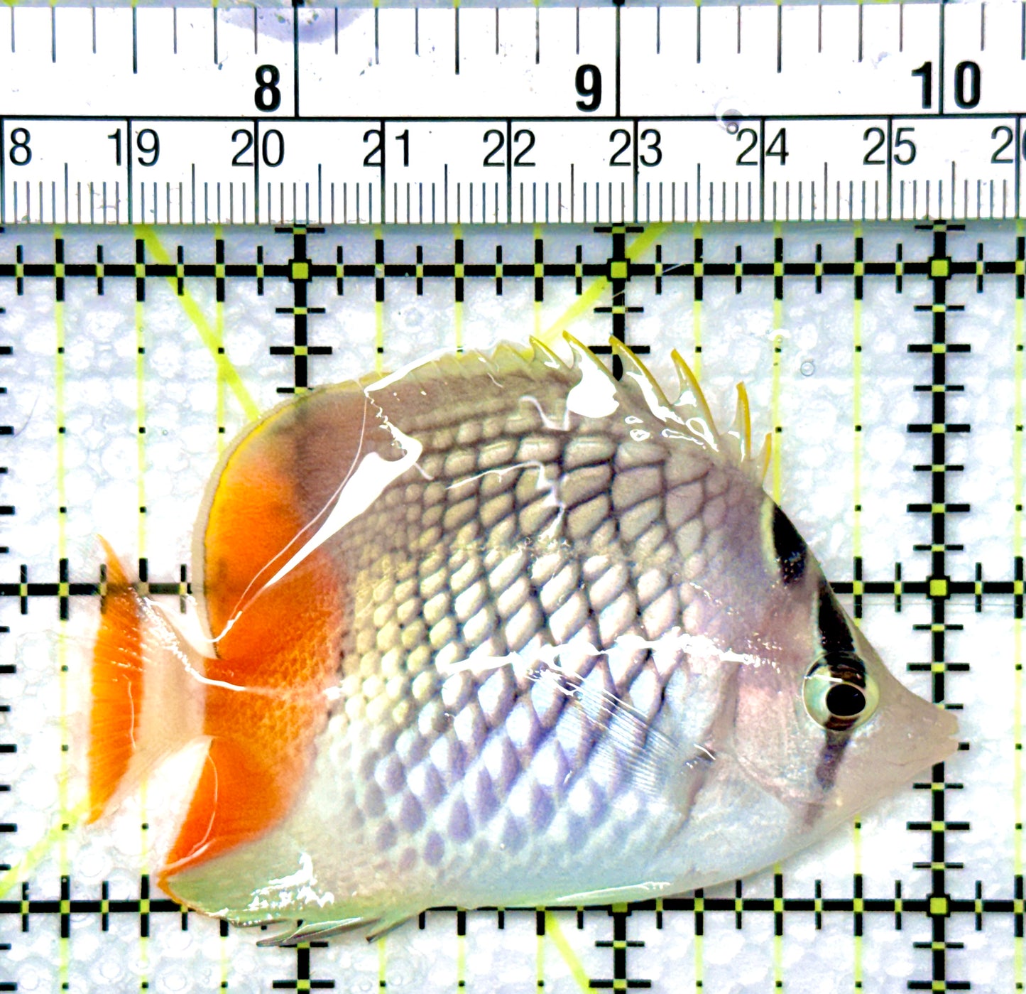 Pearlscale Butterflyfish PB080901 WYSIWYG Size: S 2.75"