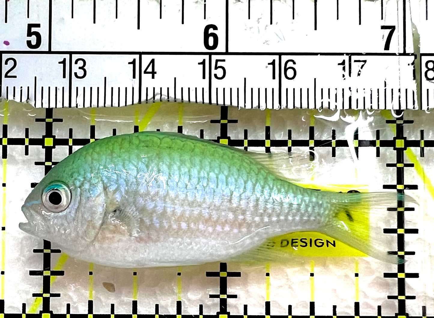 Green Chromis Fish GCF062601 WYSIWYG Size: M 2.25" approx