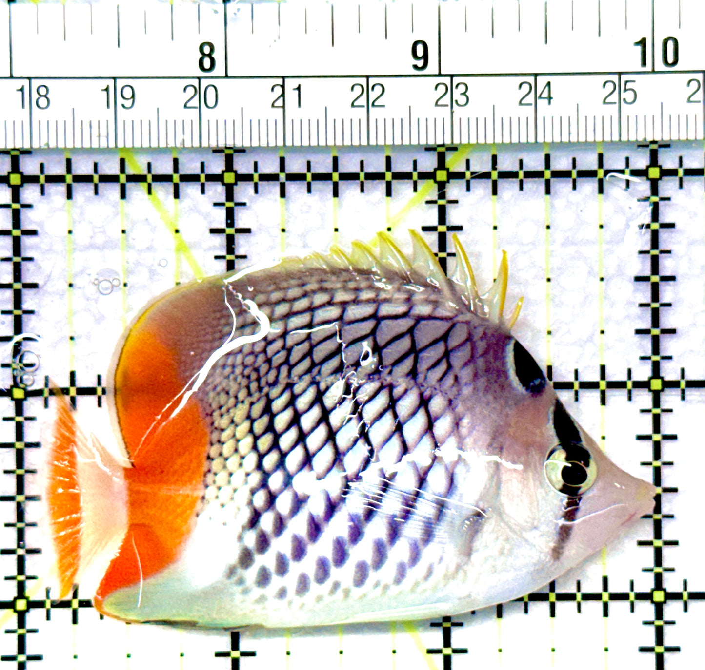 Pearlscale Butterflyfish PB080902 WYSIWYG Size: S 3"