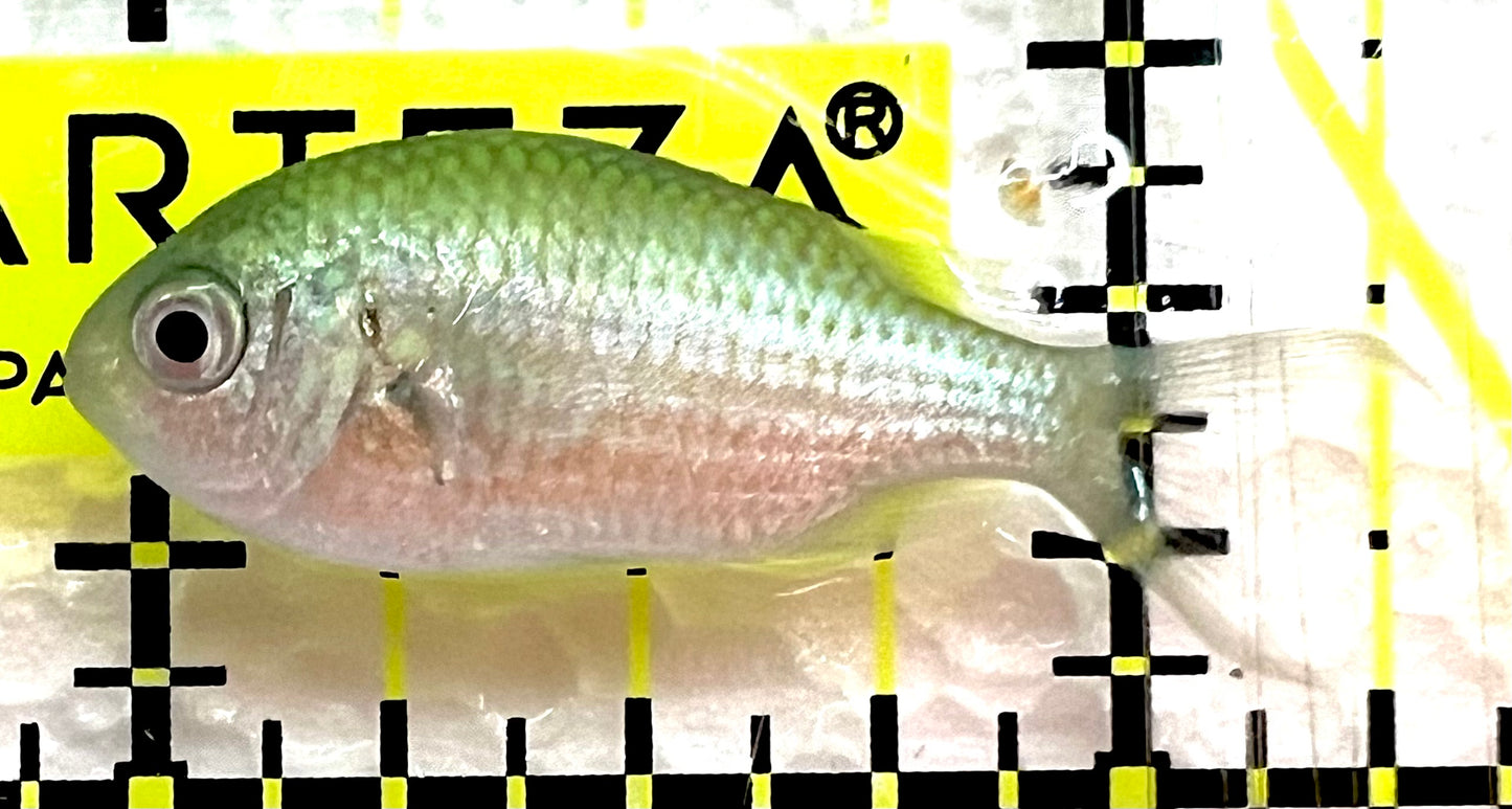 Green Chromis Fish GCF062602 WYSIWYG Size: S 1.5" approx