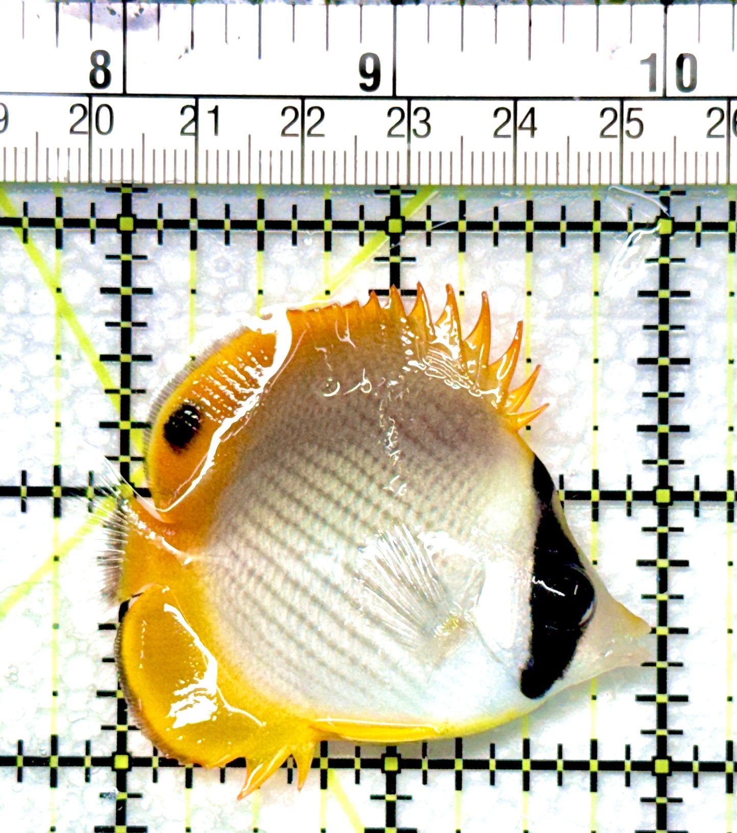 Philippine Panda Butterflyfish PPB080901 WYSIWYG Size: S 2.25"