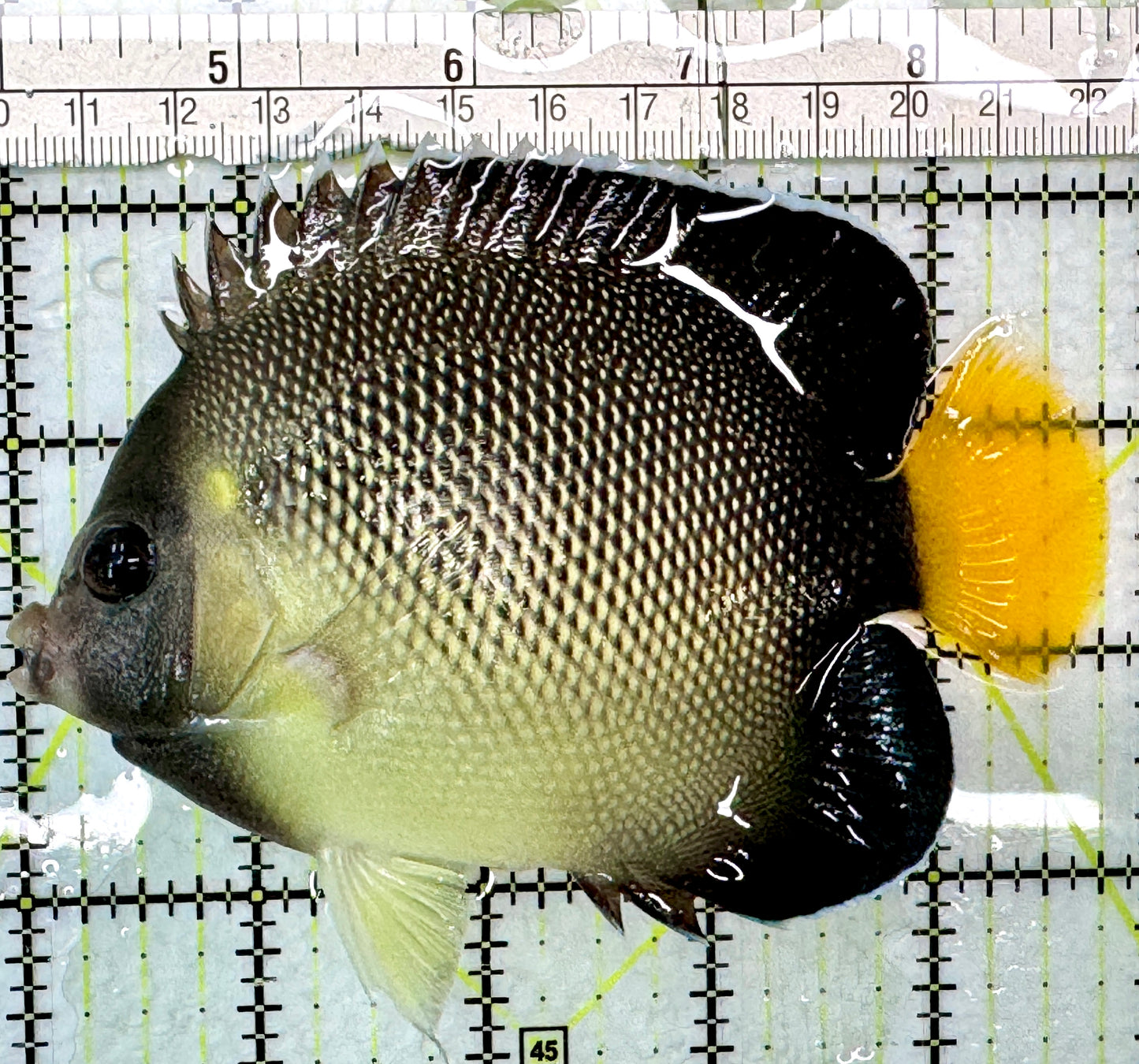 Cream Angelfish CA083101 WYSIWYG Size: XL 4.75"