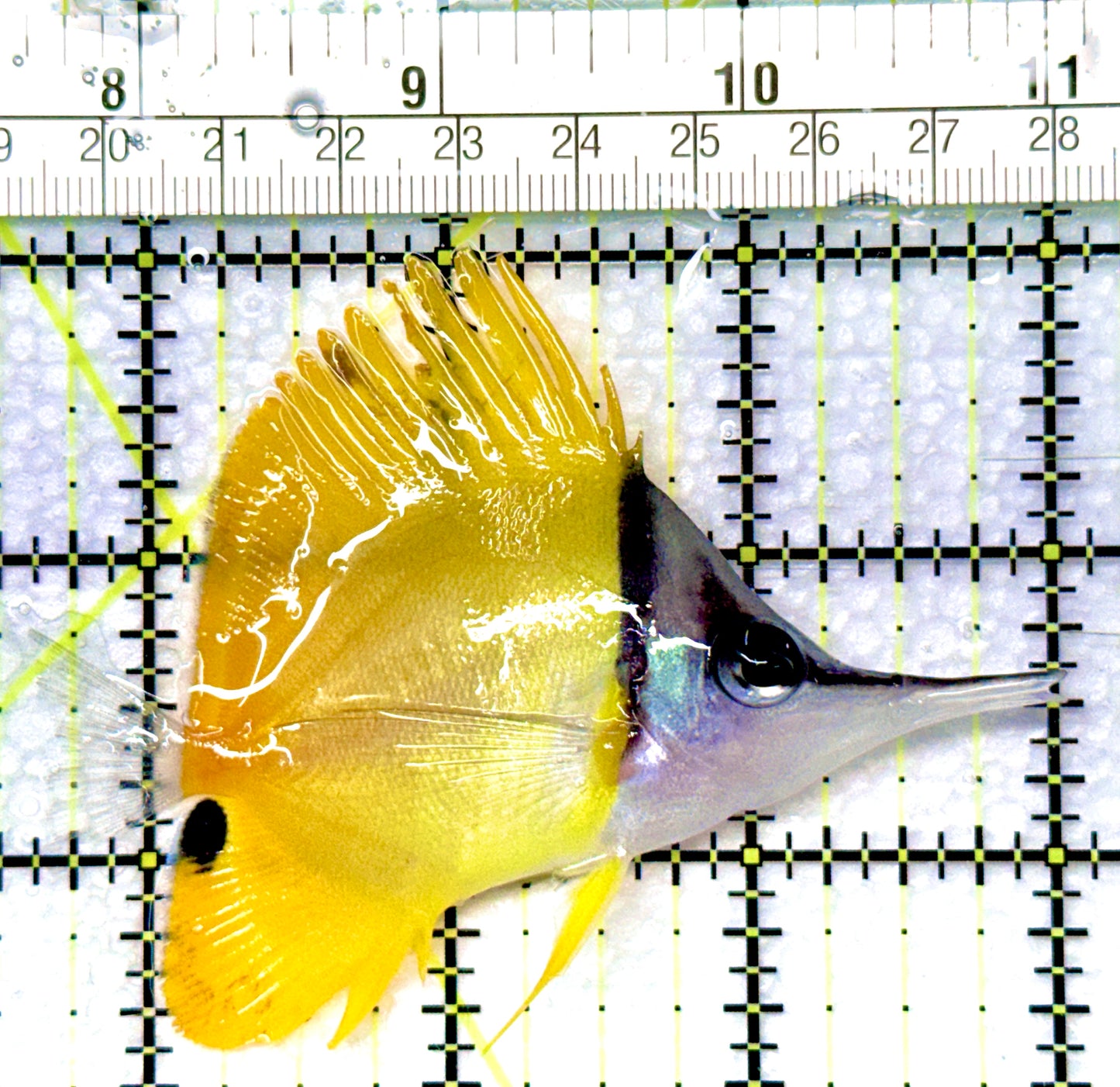 Yellow Longnose Butterflyfish YLB080901 WYSIWYG Size: L 3.25"