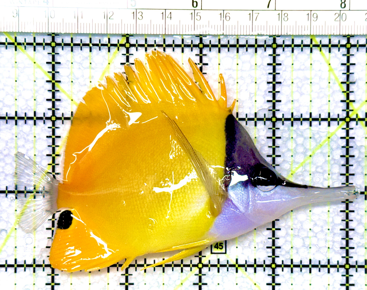 Yellow Longnose Butterflyfish YLB080902 WYSIWYG Size: XL 4.5"