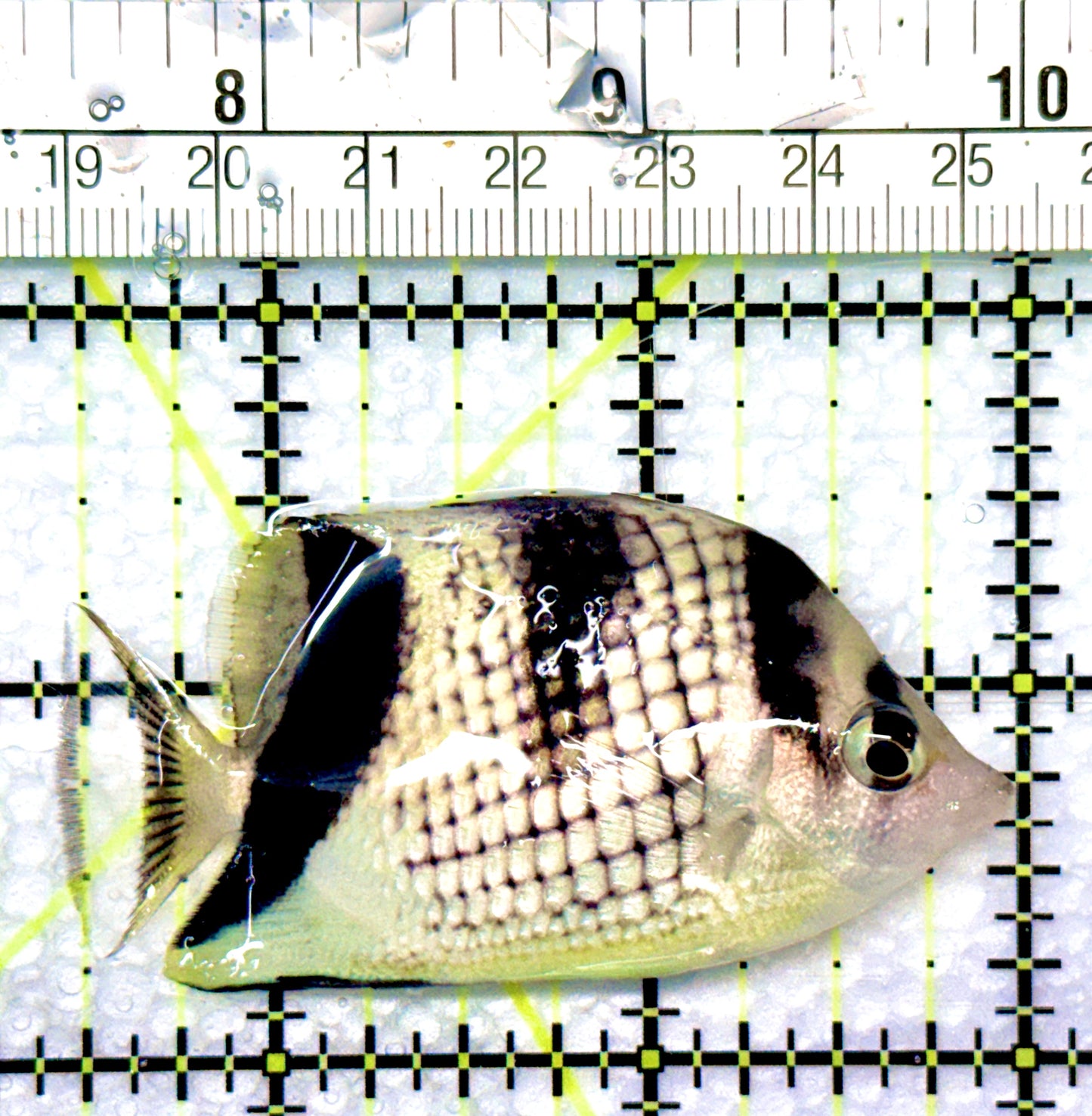 Black Pearlscale Butterflyfish BPB080901 WYSIWYG Size: 2.5"