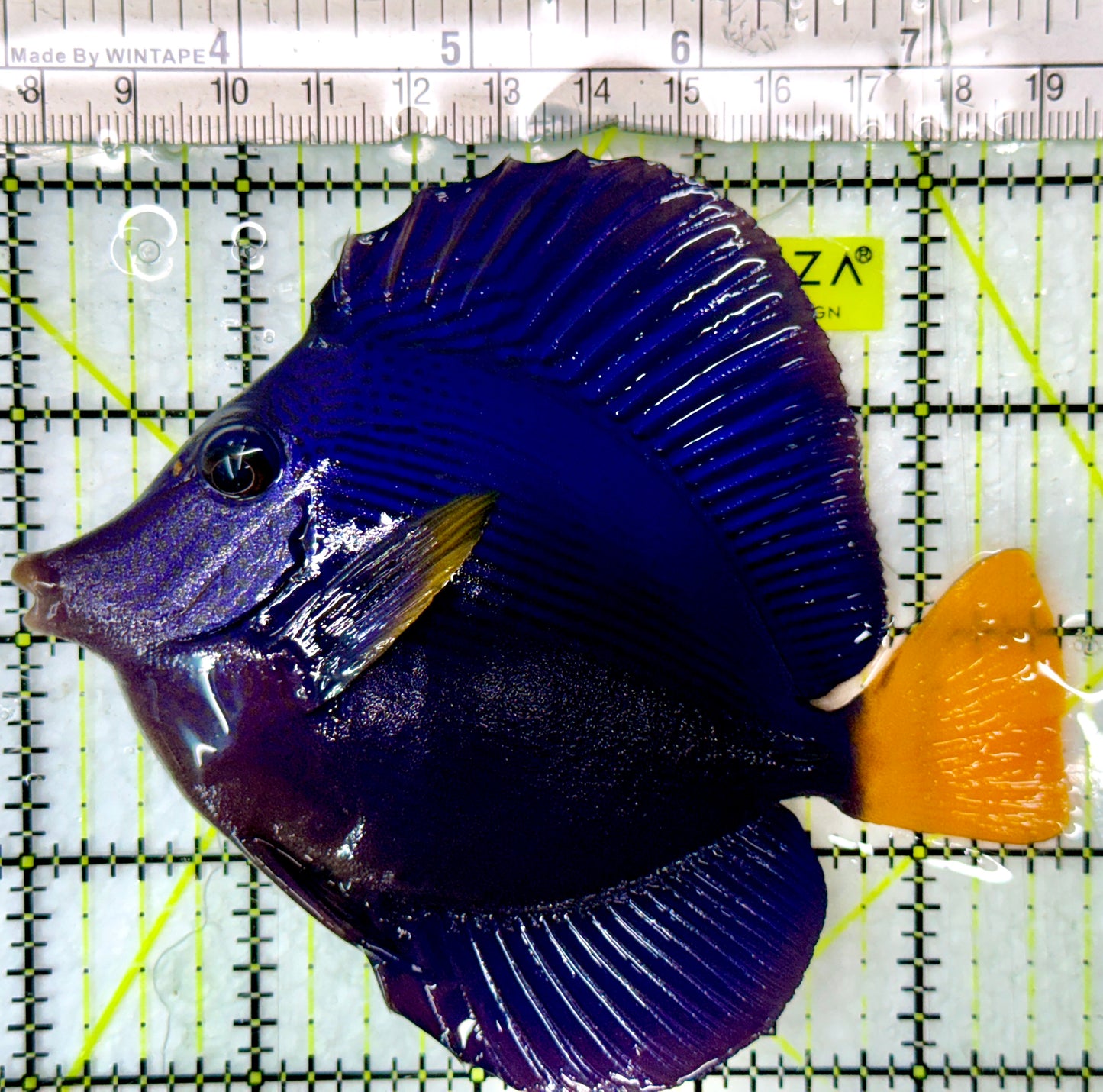 Purple Tang PT083104 WYSIWYG Size: L 4.5"