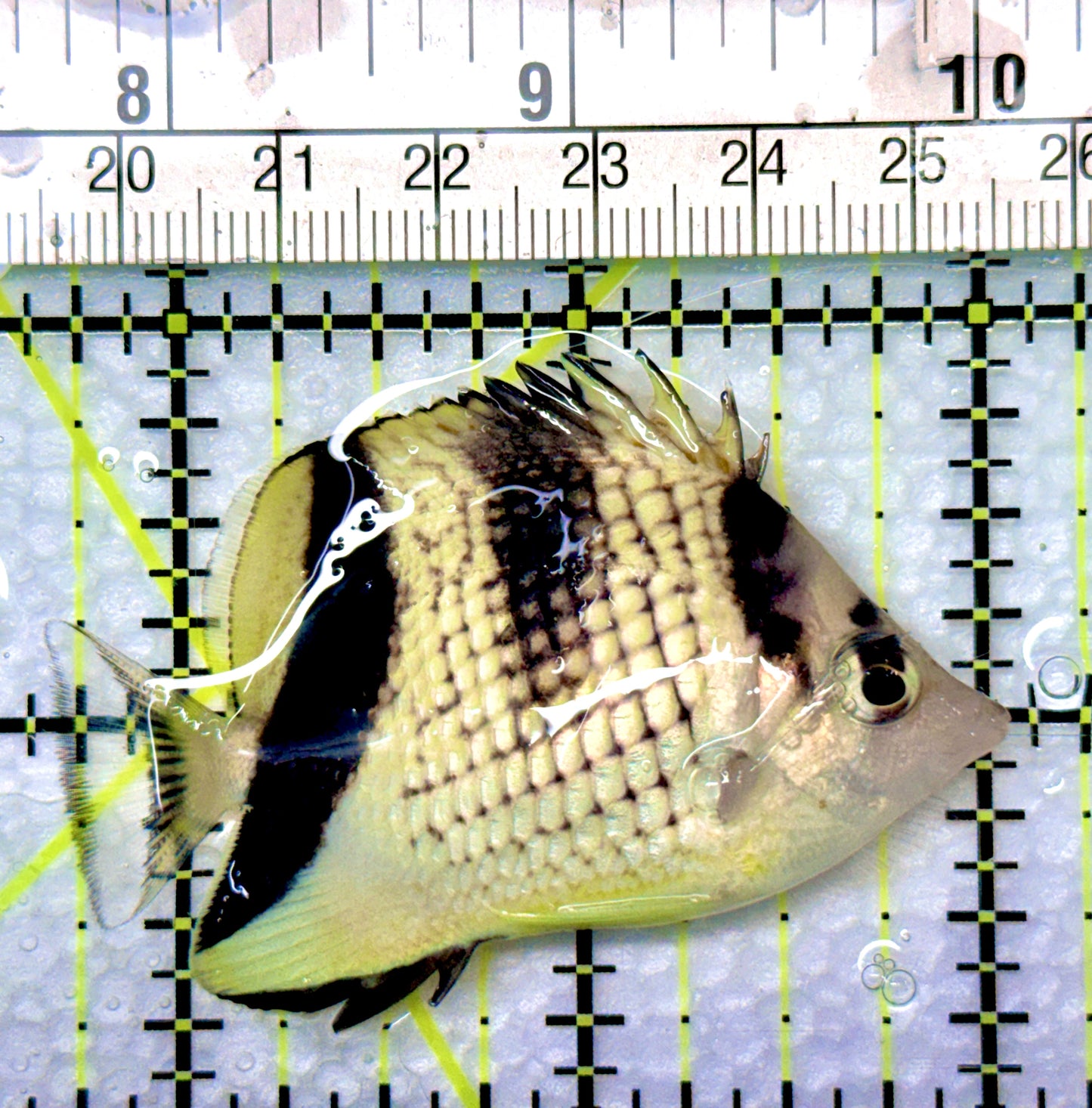 Black Pearlscale Butterflyfish BPB080902 WYSIWYG Size: 2.25"