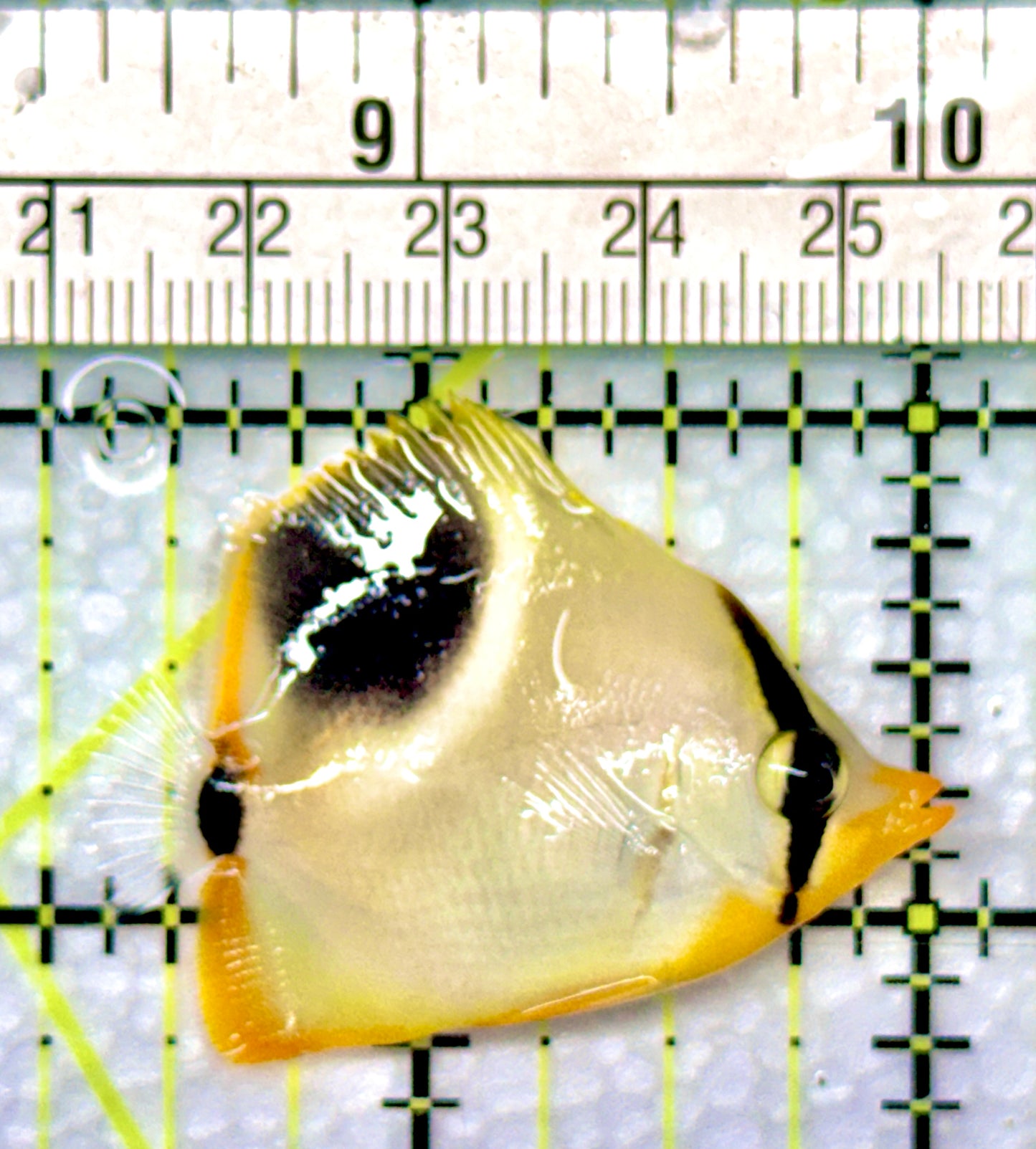 Saddleback Butterflyfish SB080901 WYSIWYG Size: S 1.75"