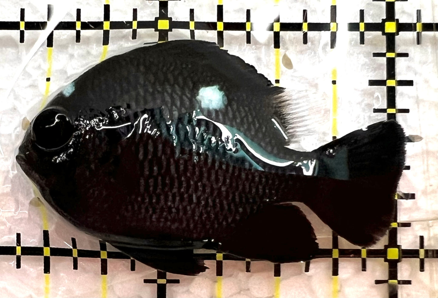 Domino Damselfish DD062602 WYSIWYG Size: L 1.75" approx