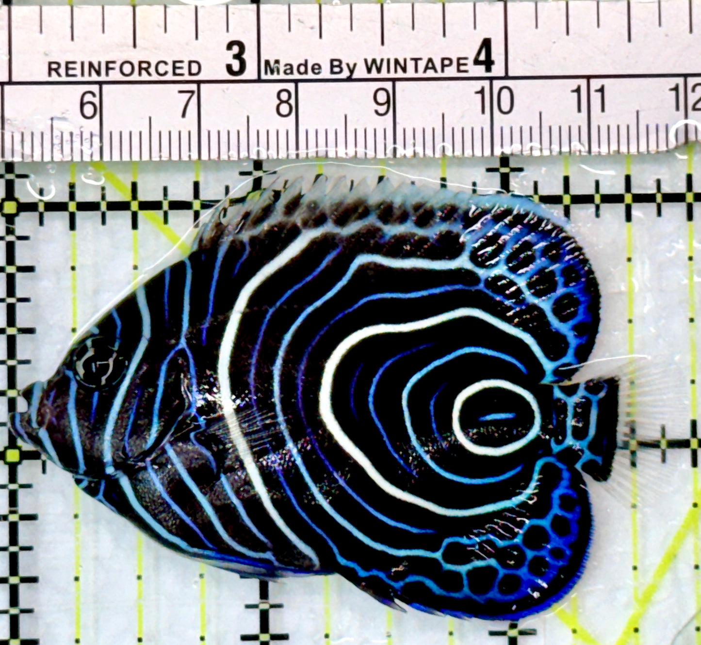 Emperor Angelfish Juvenile EAJ083102 WYSIWYG Size: S 1.75"
