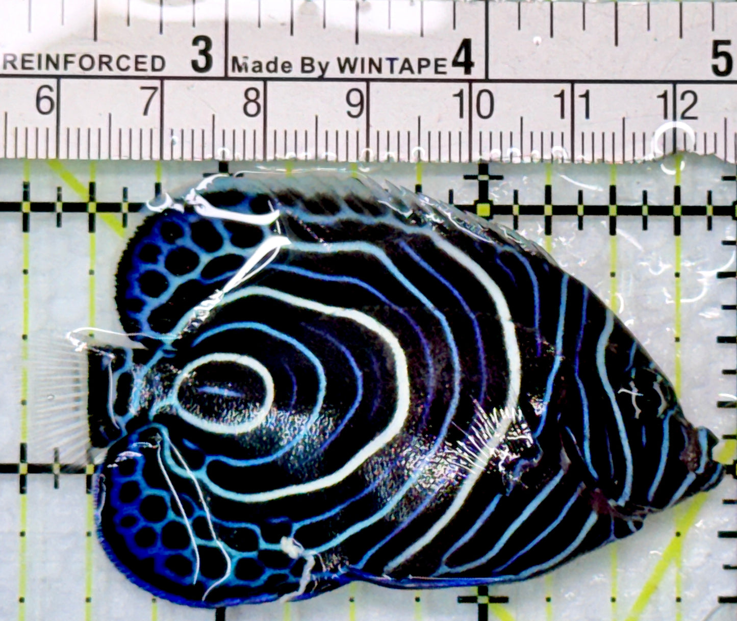 Emperor Angelfish Juvenile EAJ083102 WYSIWYG Size: S 1.75"