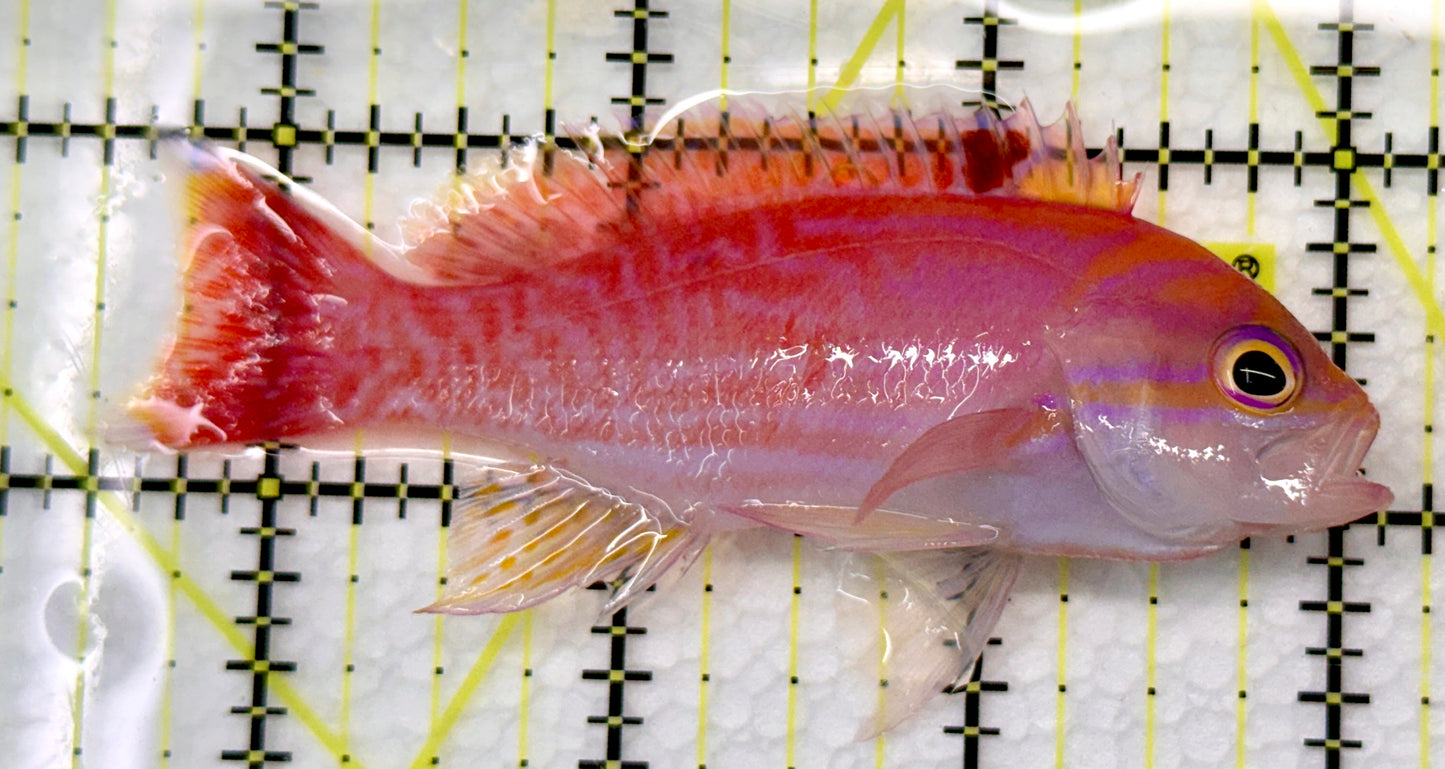 Bimaculatus Anthias Male BAM101101 WYSIWYG Size: 3.5"