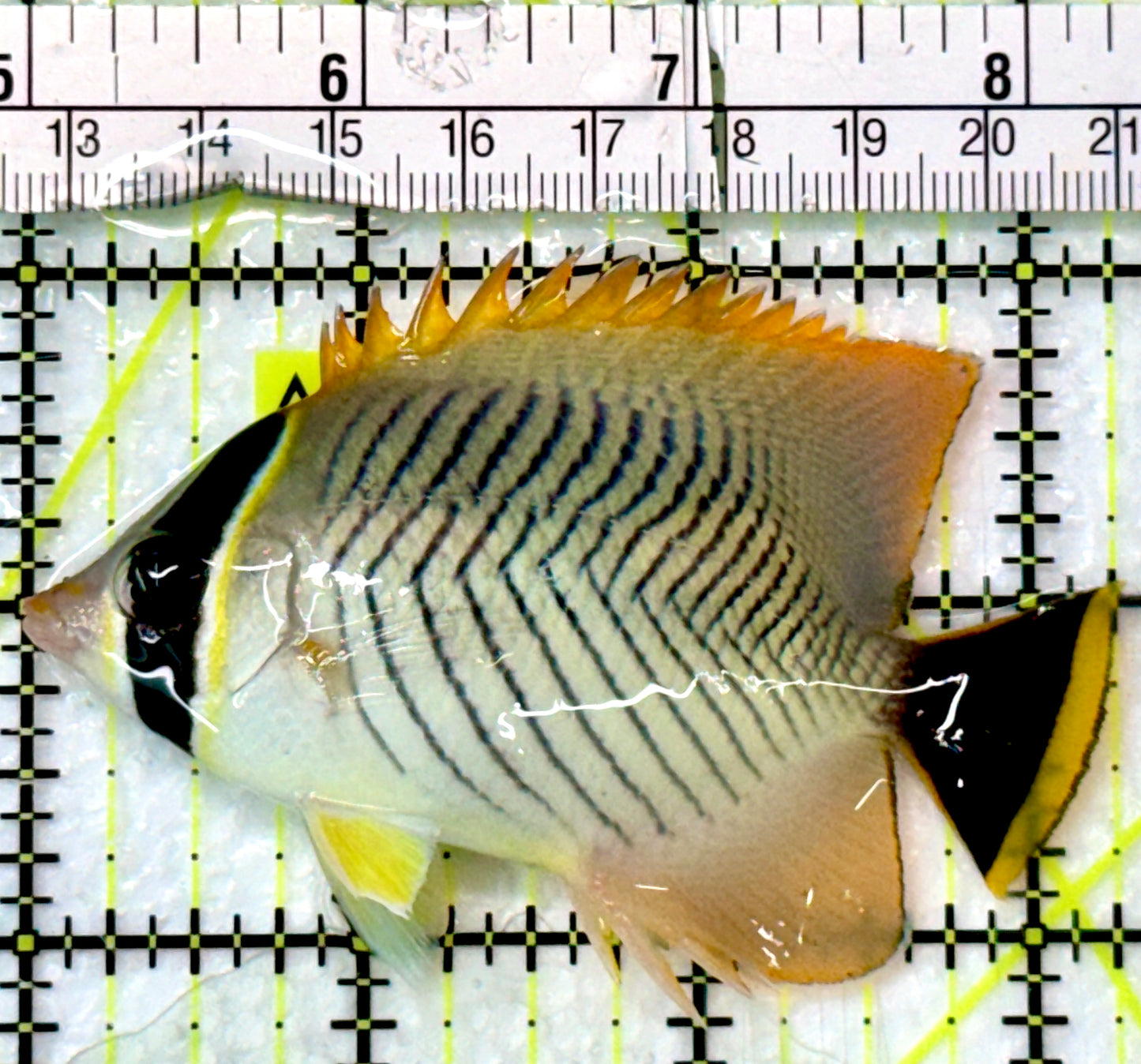 Chevron Butterflyfish CB083101 WYSIWYG Size: L 3.25"