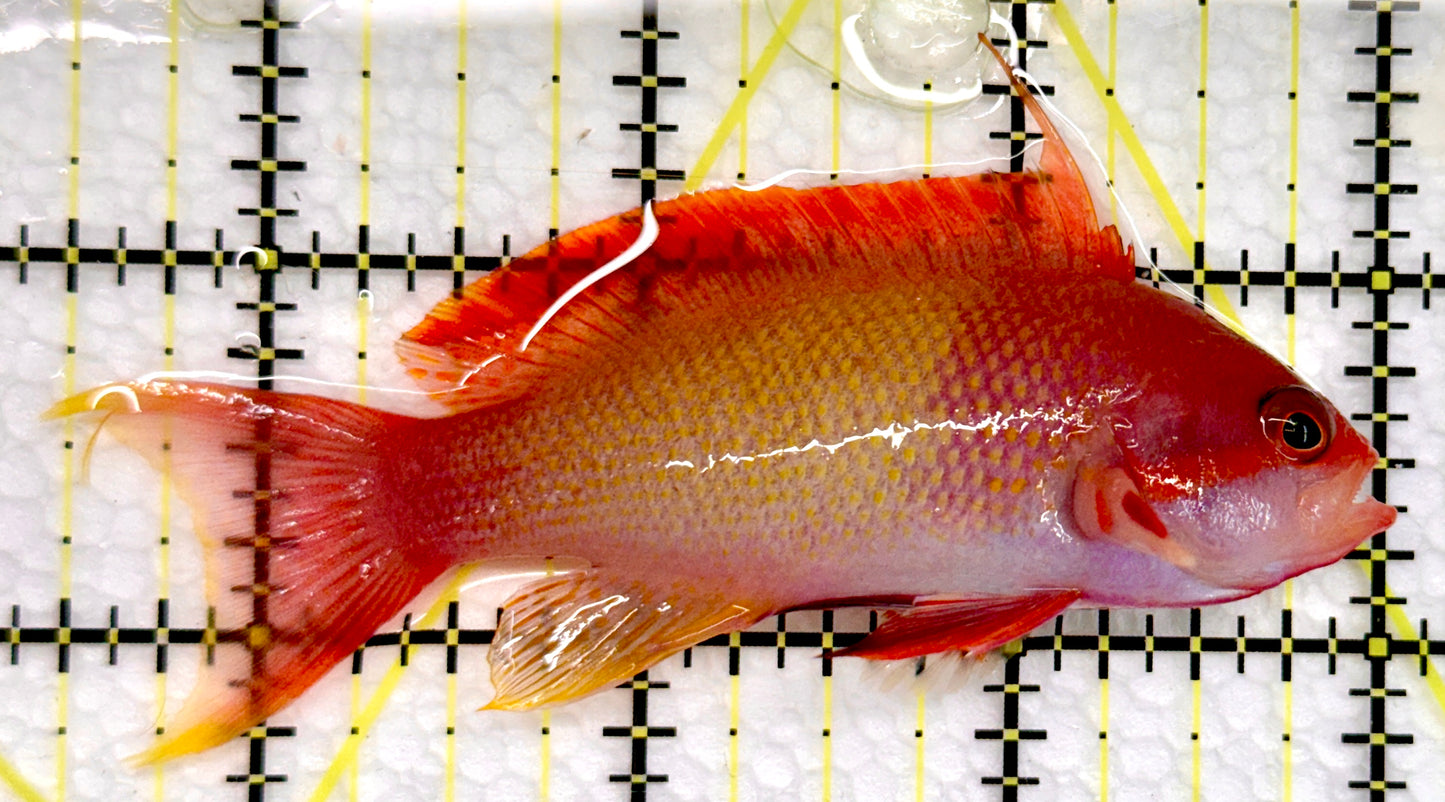 Male Lyretail Anthias (Maldives) MLA101101 WYSIWYG Size: L 3.5"
