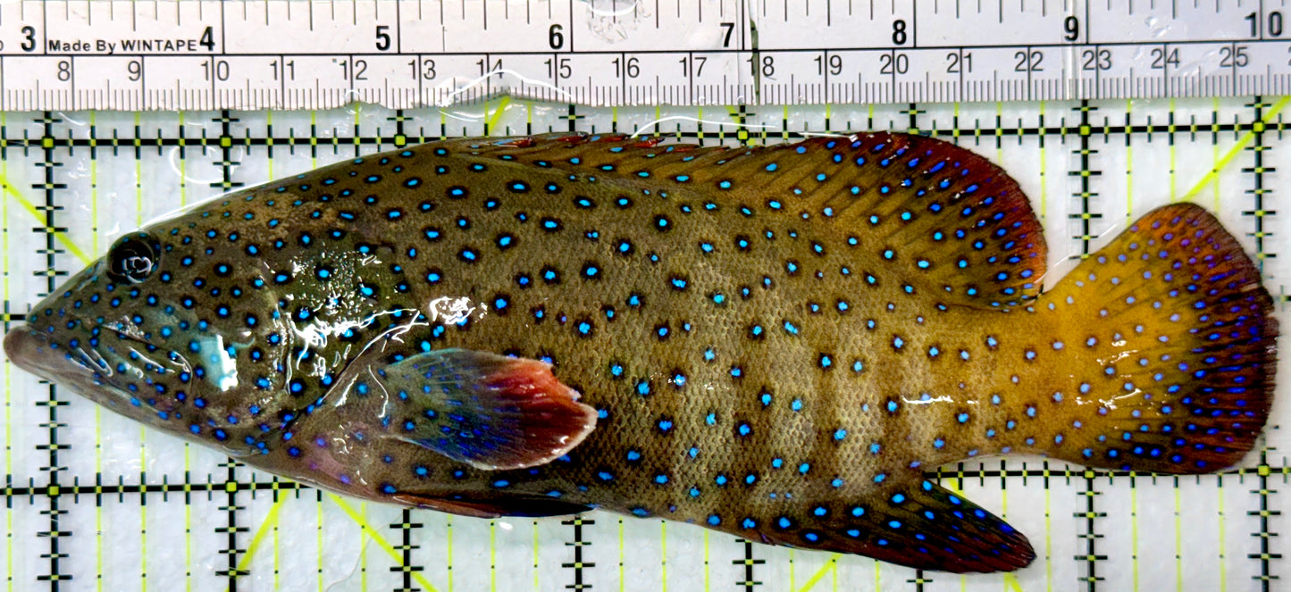 Argus Grouper AG083101 WYSIWYG Size: XL/Show 7.25"